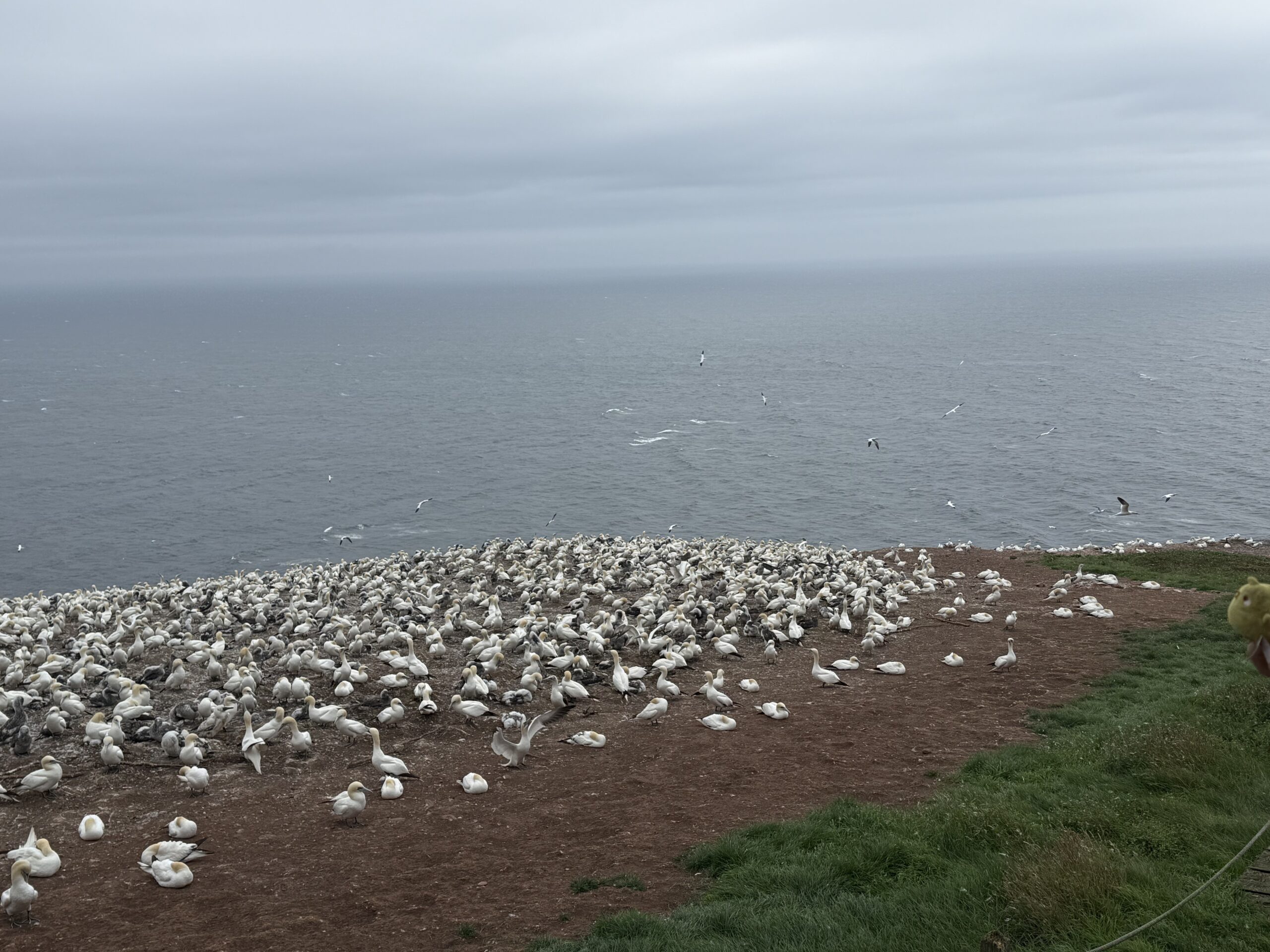 a flock of seaguls on the coast, Percé, Québec, Canada