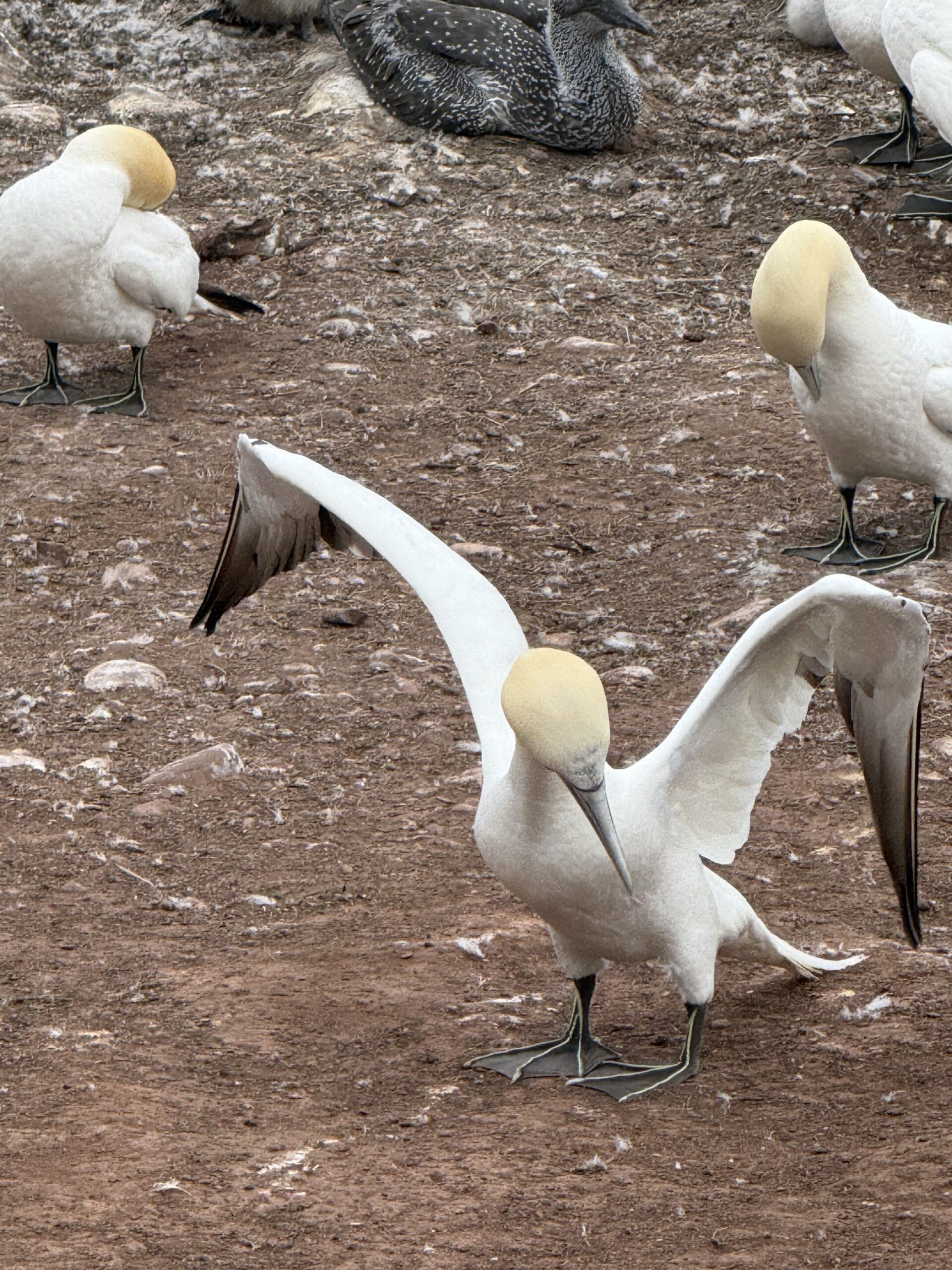 a group of birds standing on a dirt field, Percé, Québec, Canada