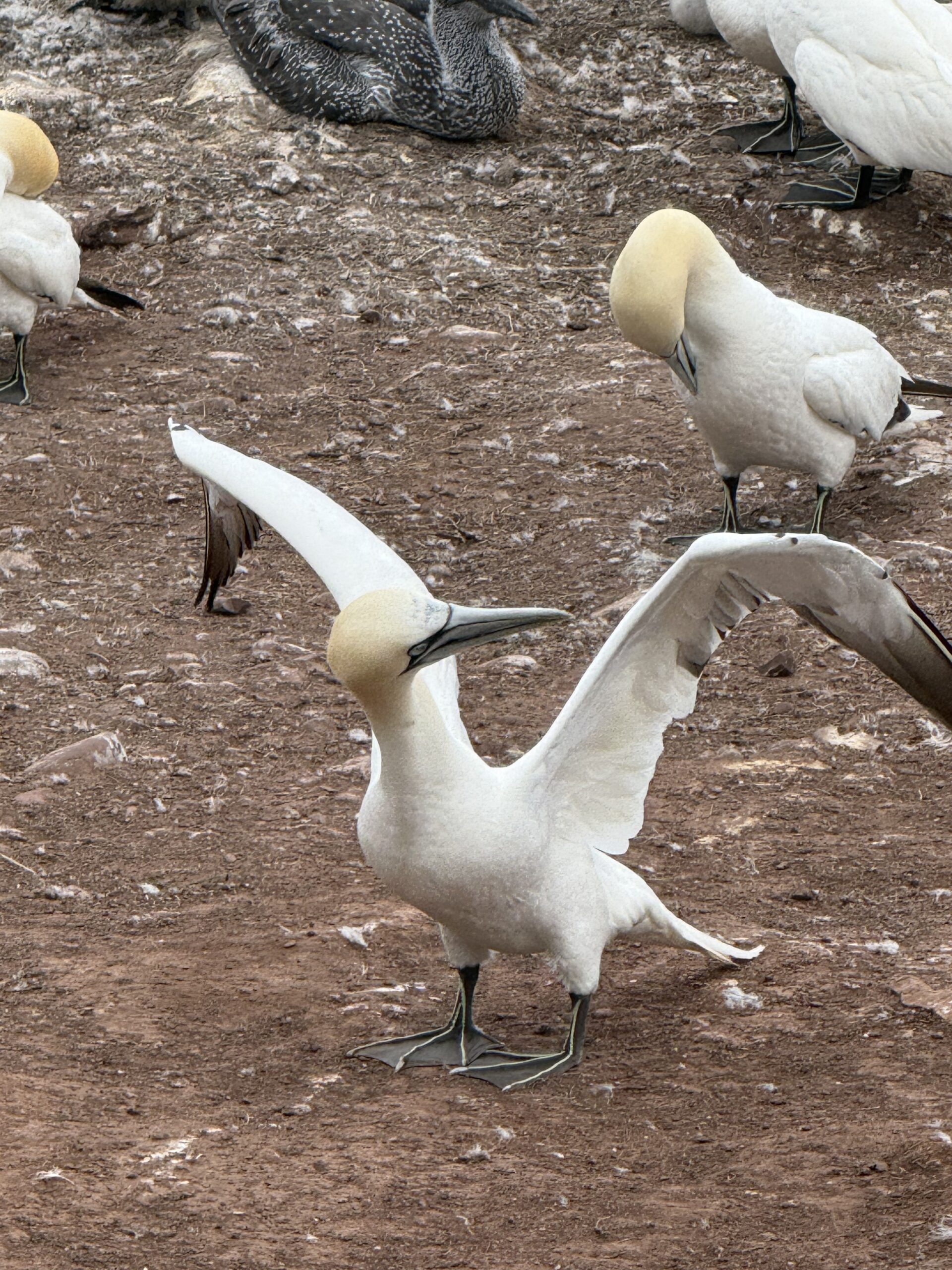 a group of birds standing on a dirt field, Percé, Québec, Canada
