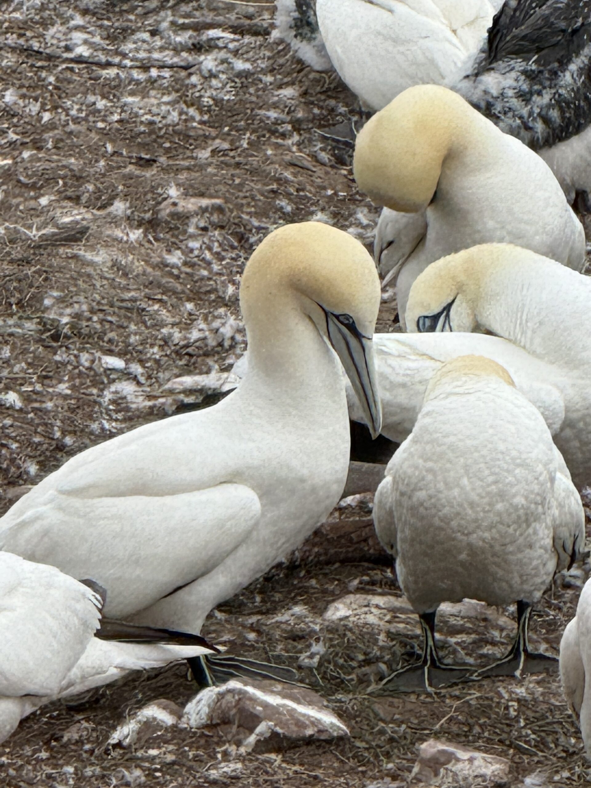 a group of birds sitting on the ground, Percé, Québec, Canada