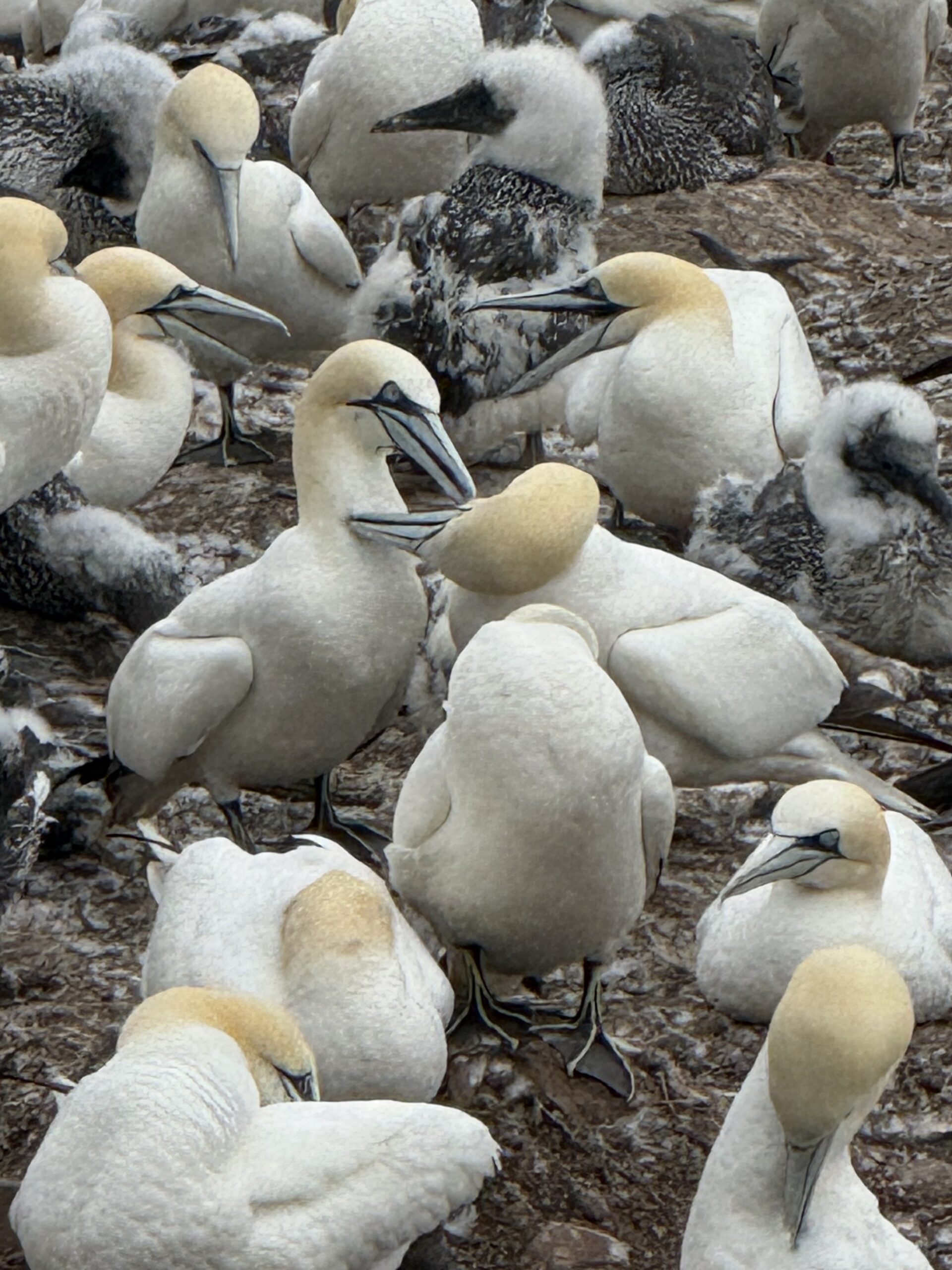 a large flock of birds sitting on the ground, Percé, Québec, Canada