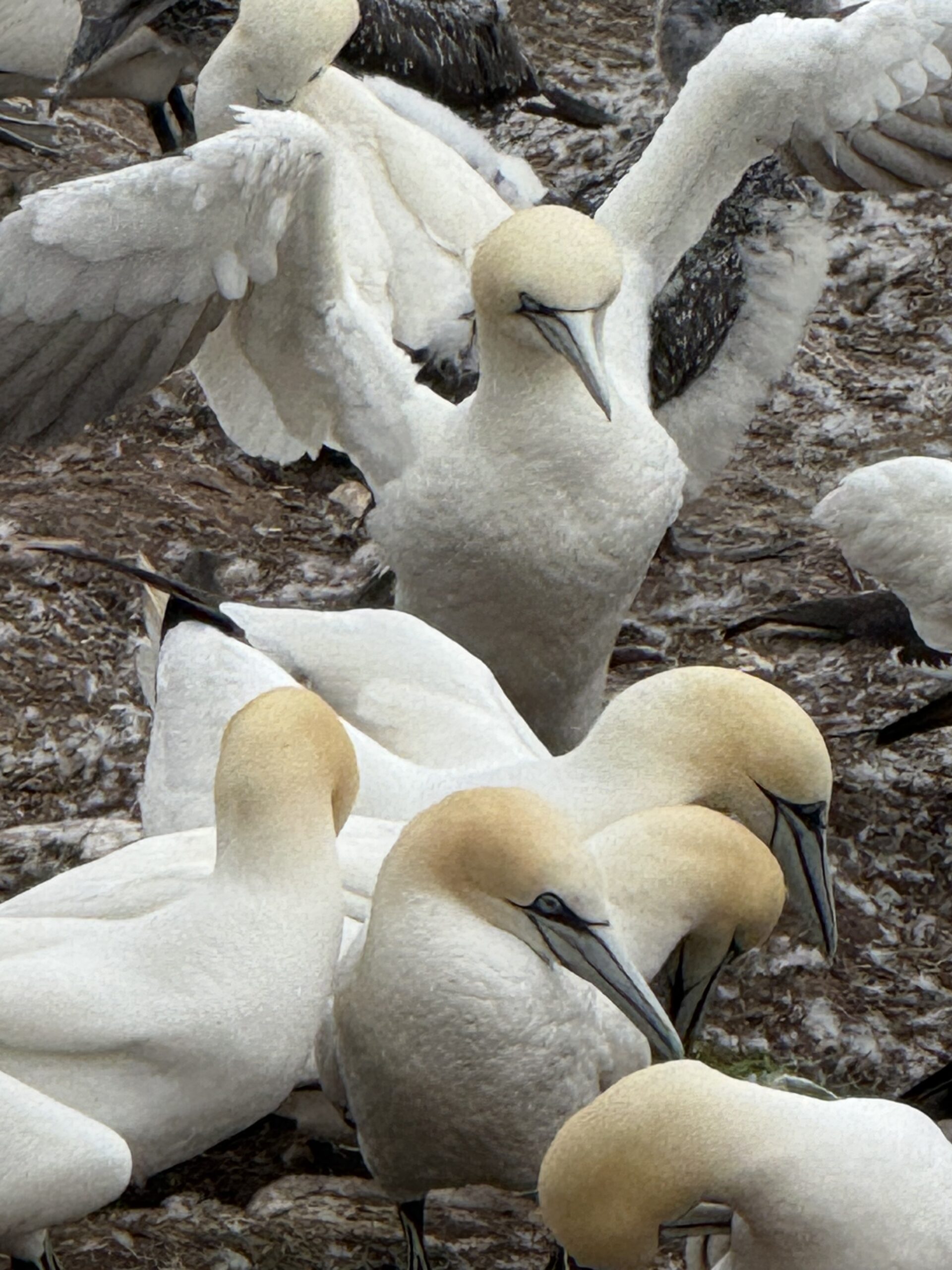 a flock of birds, Percé, Québec, Canada