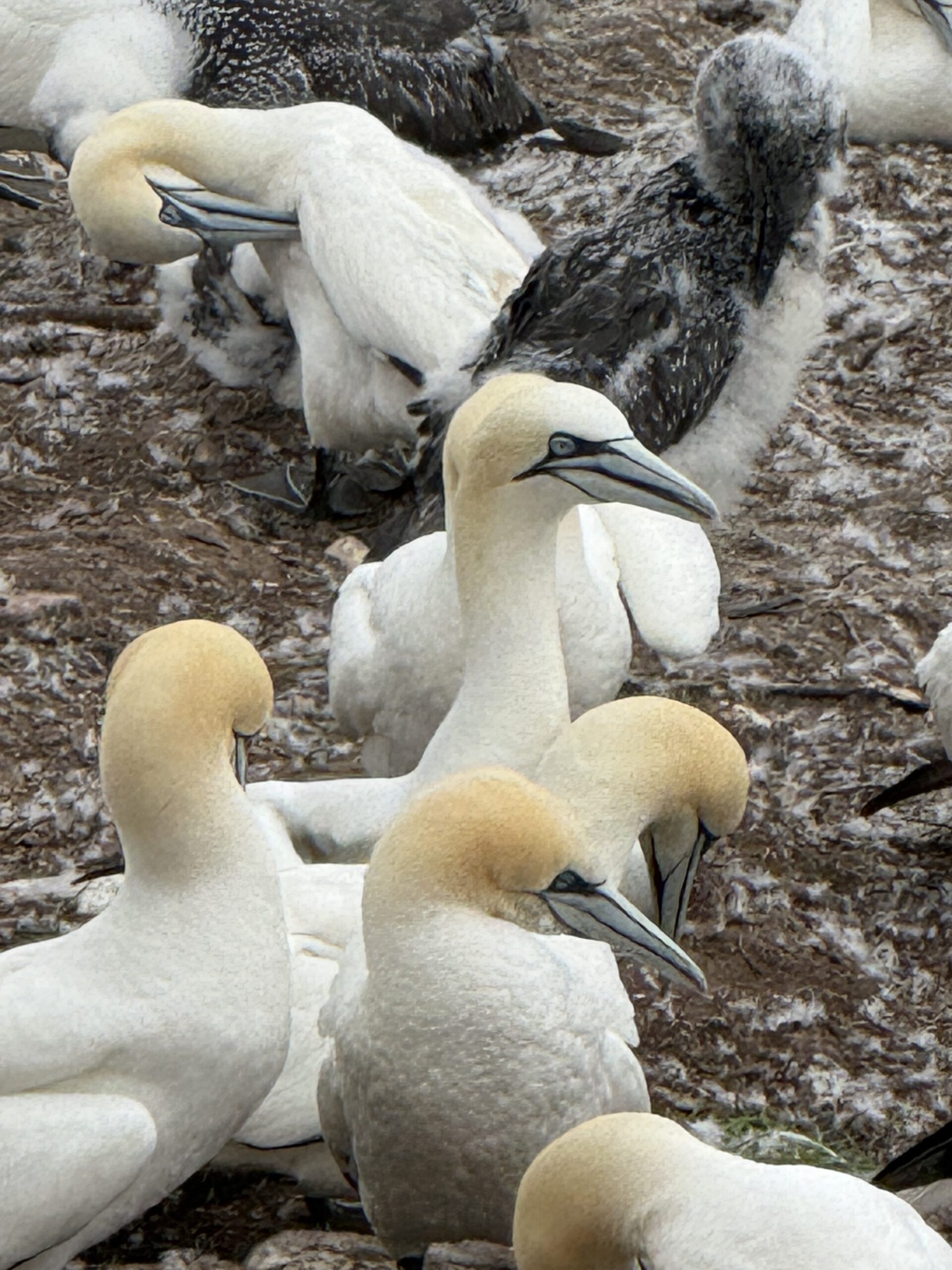 a group of birds sitting on the ground, Percé, Québec, Canada