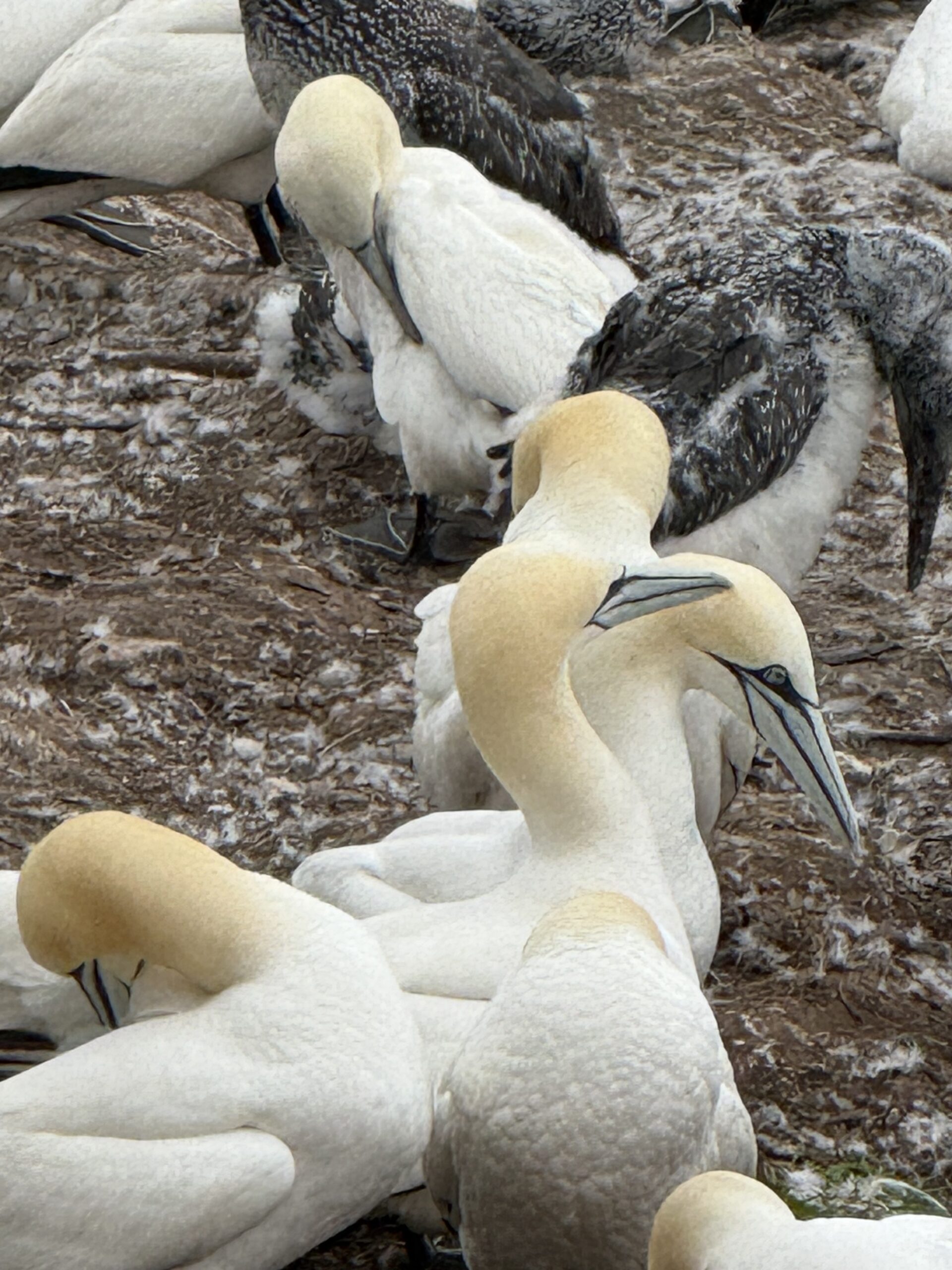 a flock of birds are gathered together, Percé, Québec, Canada