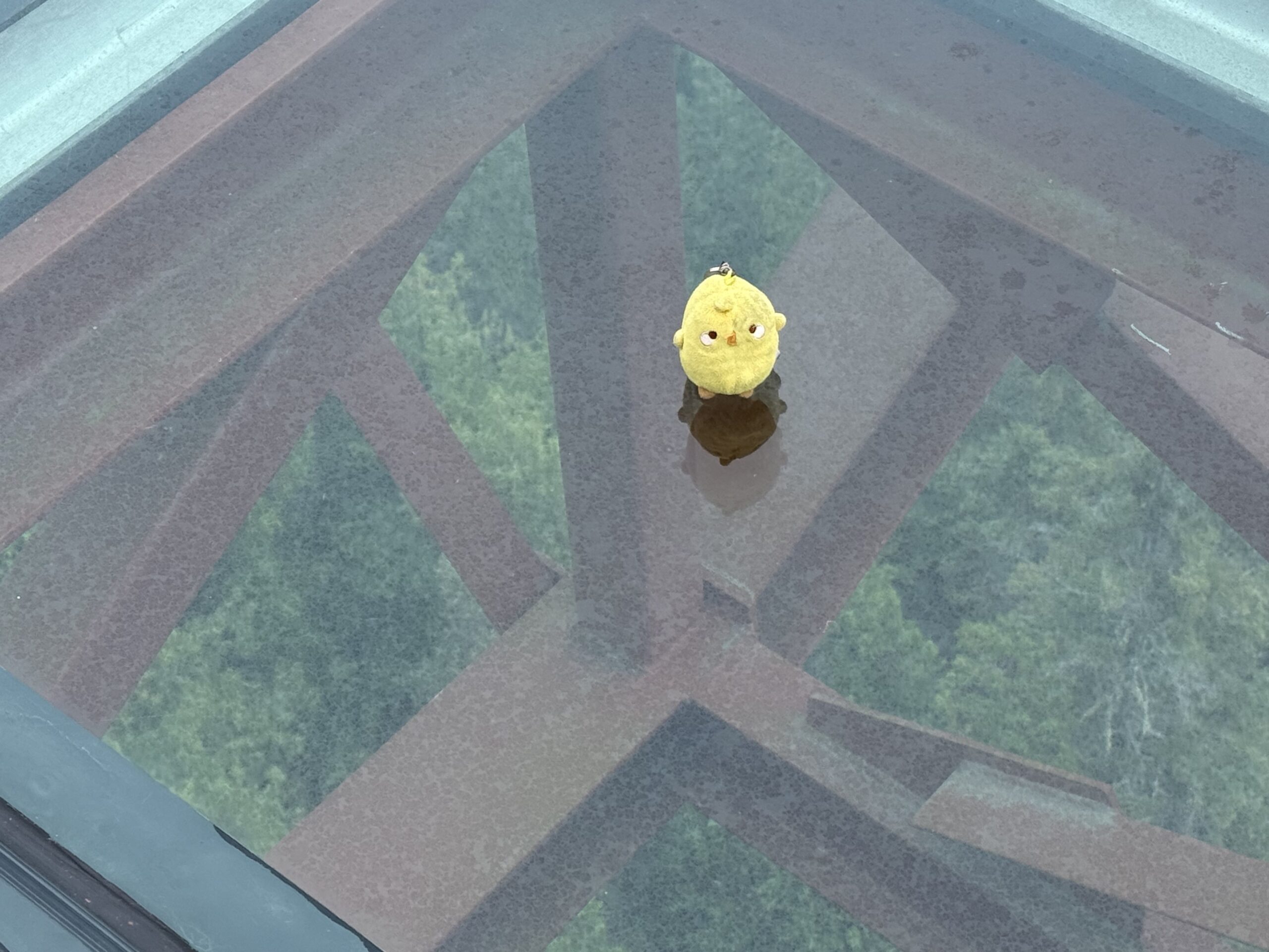 a yellow bird is sitting on the glass floor, Percé, Québec, Canada