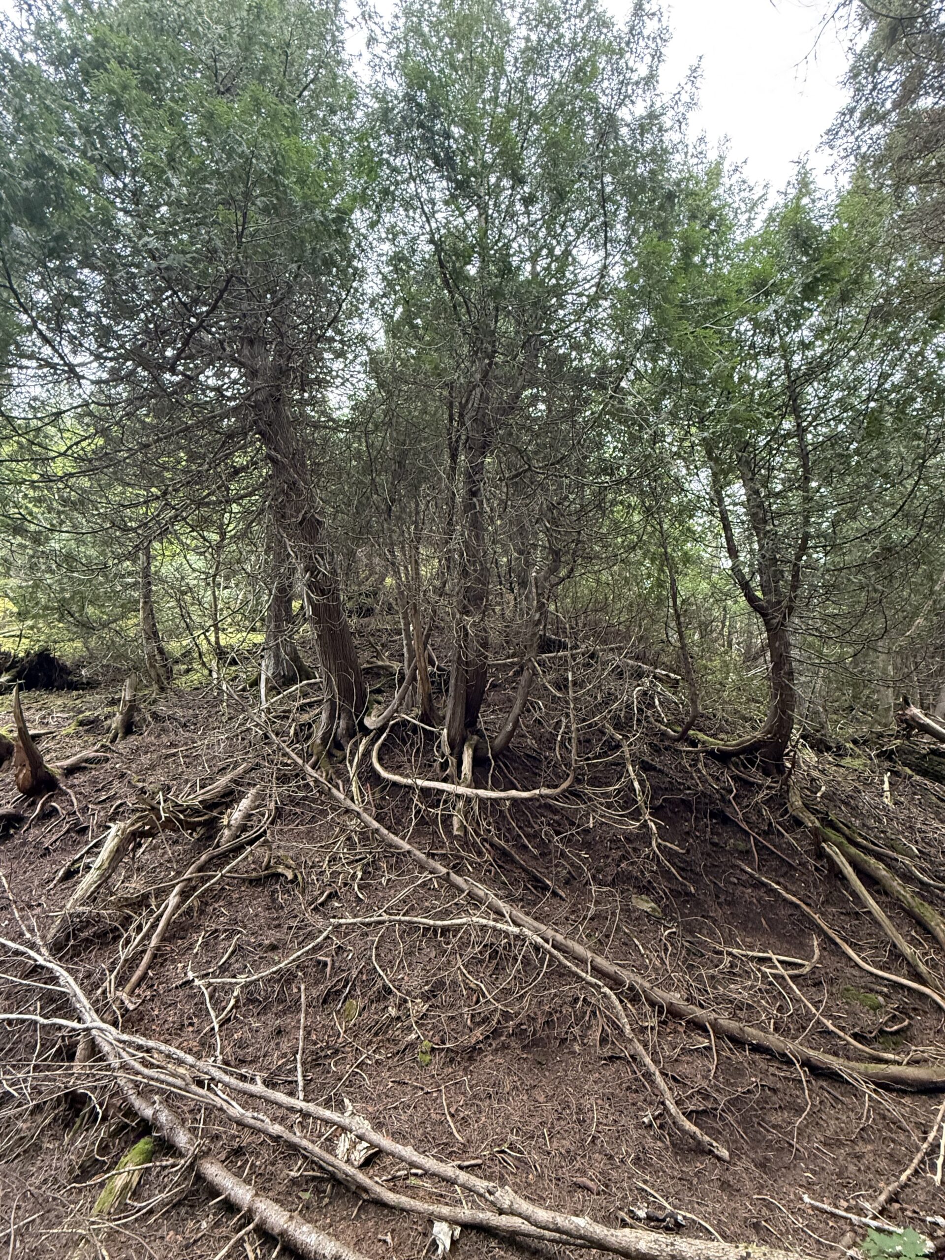 a pile of branches, Percé, Québec, Canada