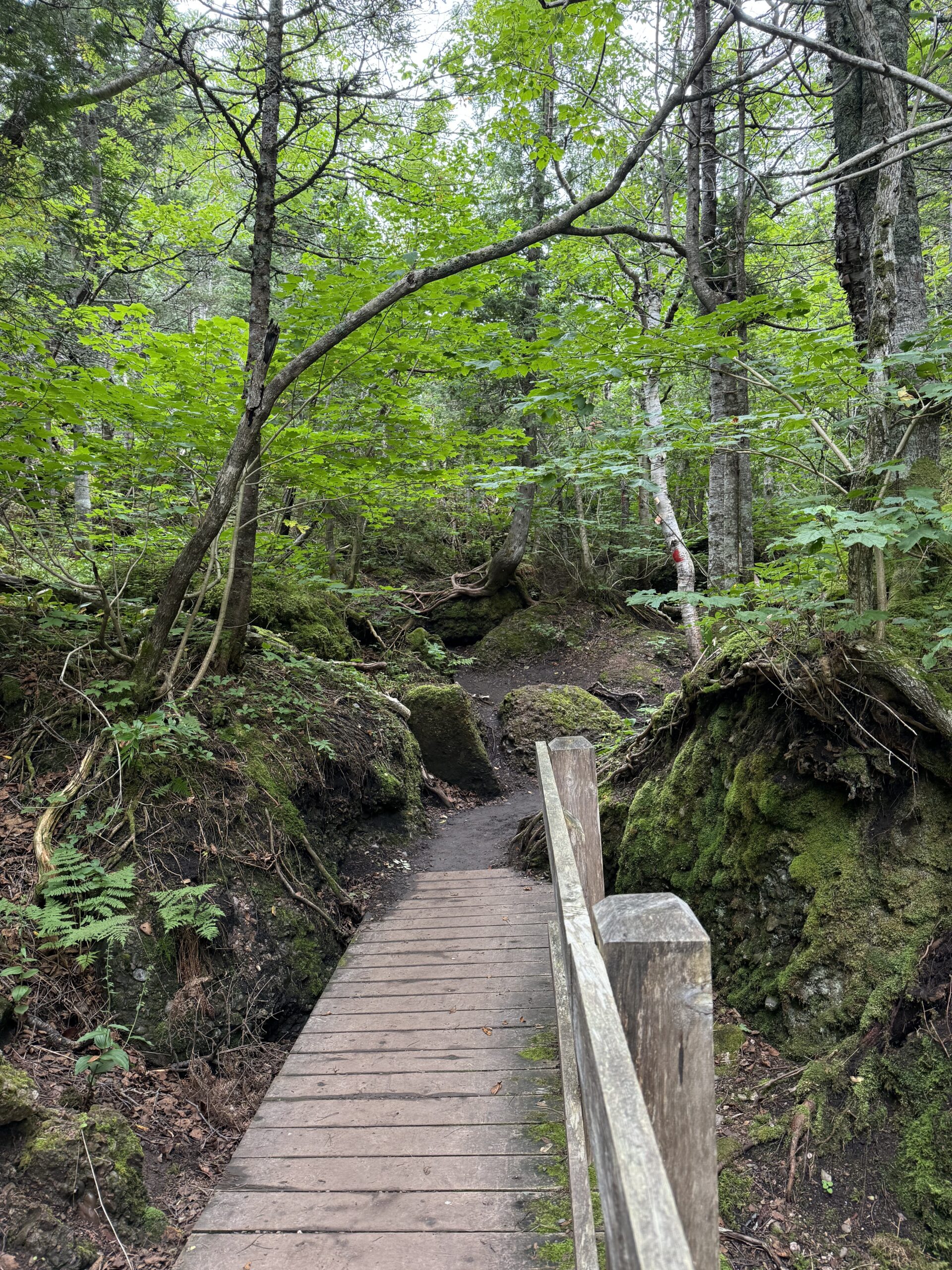 a wooden walkway leads to a small stream, Percé, Québec, Canada
