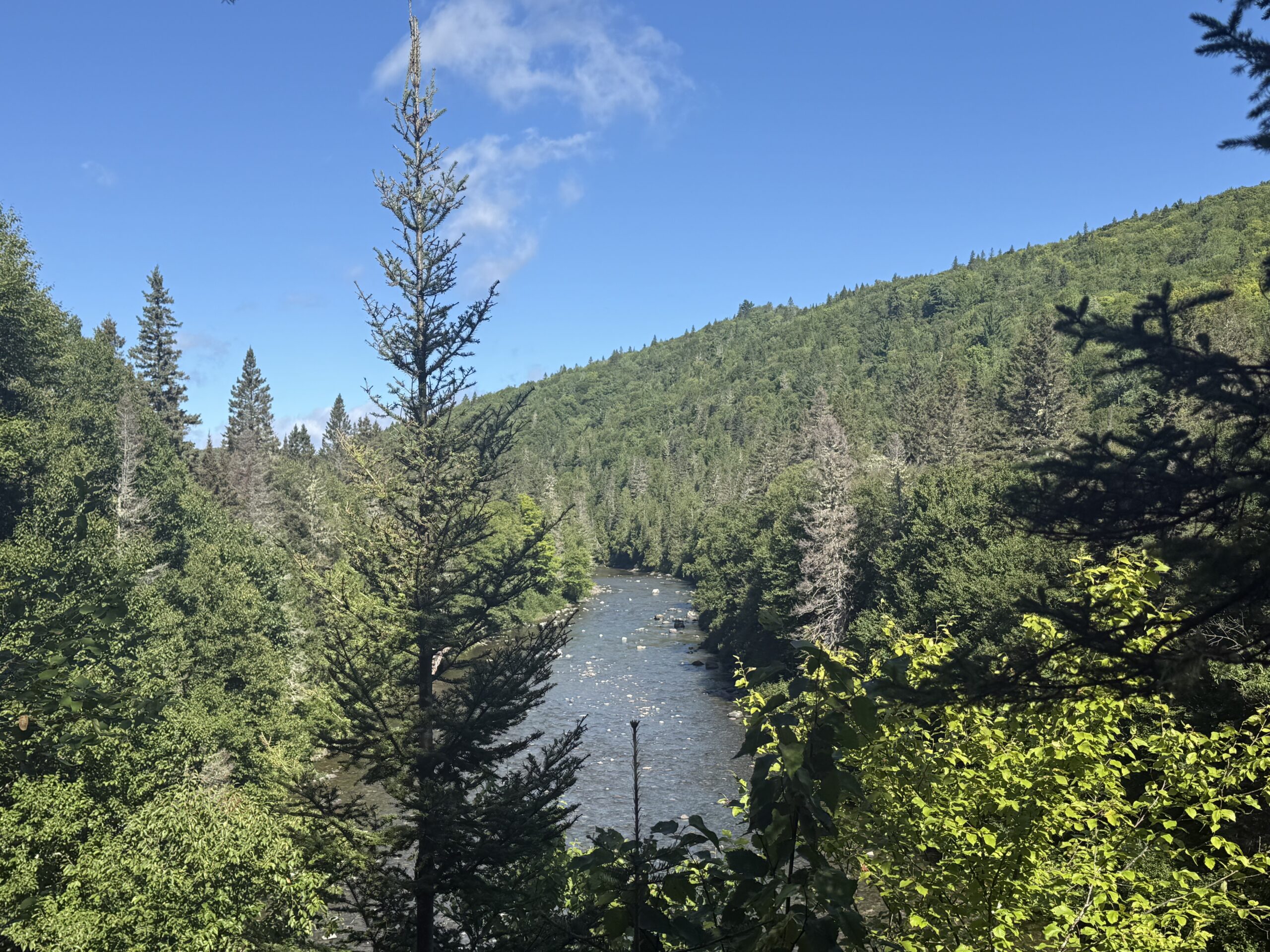 a river in the woods, Port-Daniel, Québec, Canada