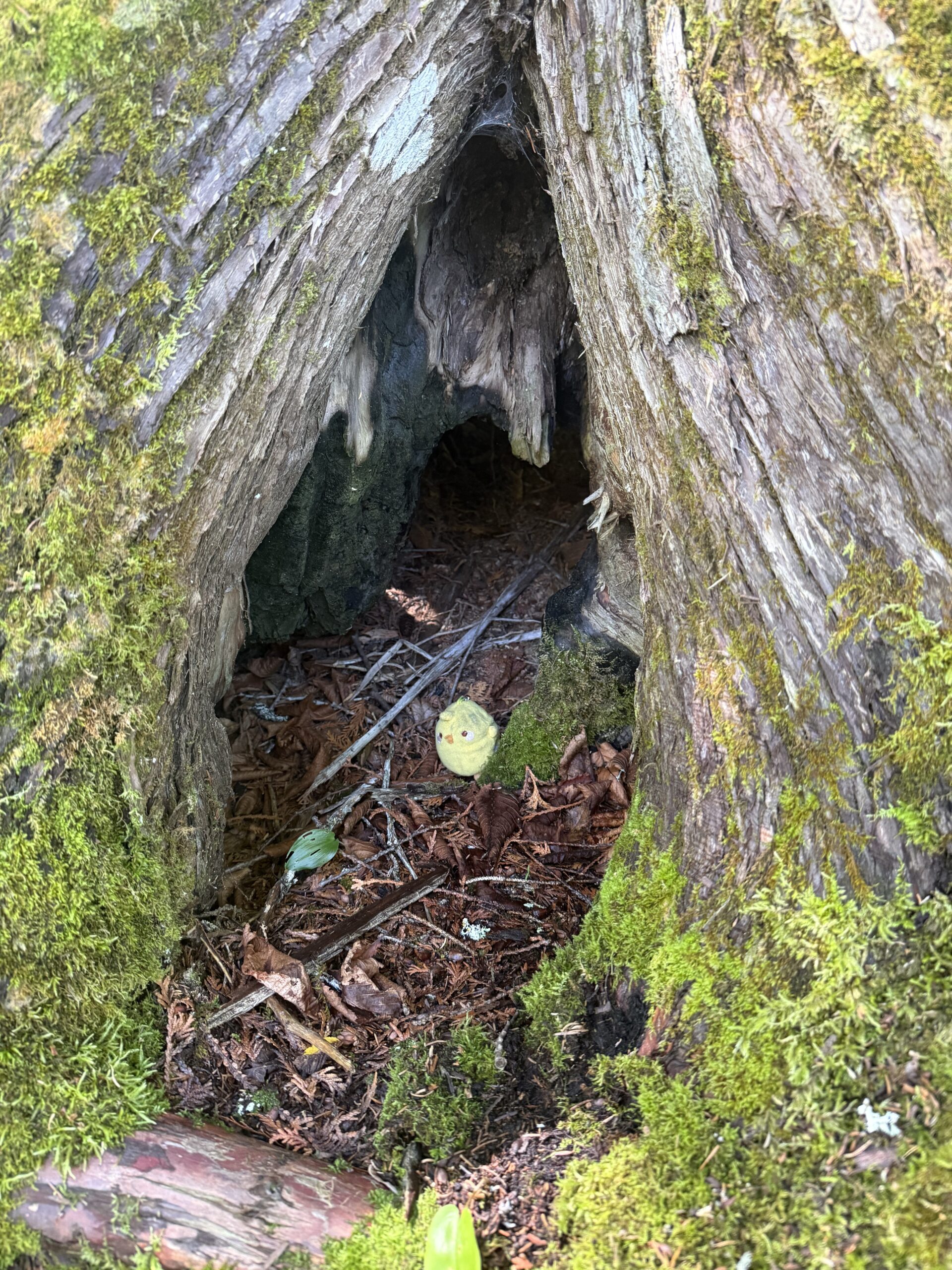 a small hole in the ground, Port-Daniel, Québec, Canada