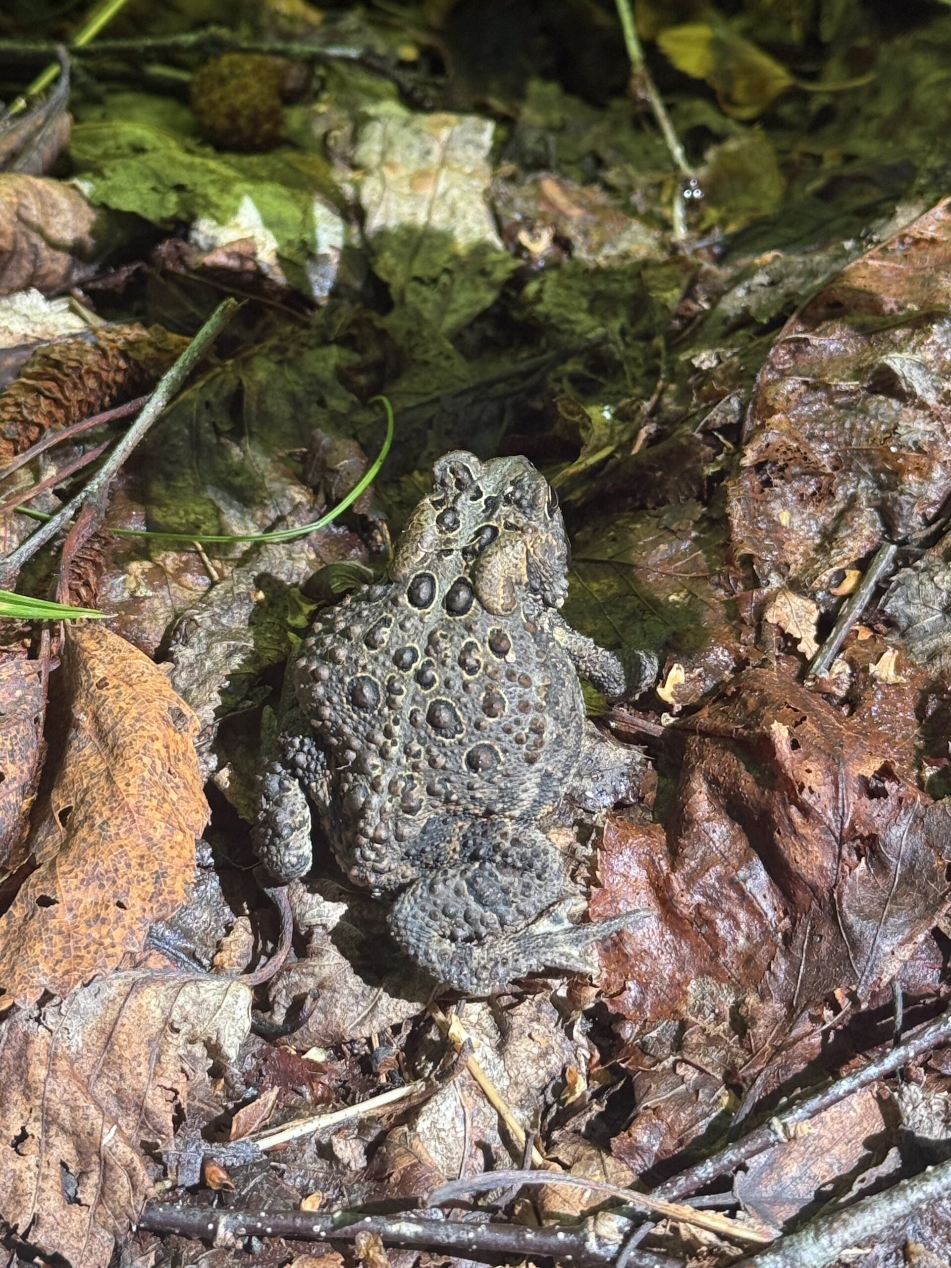 a frog sitting on the ground in the leaves, Port-Daniel, Québec, Canada