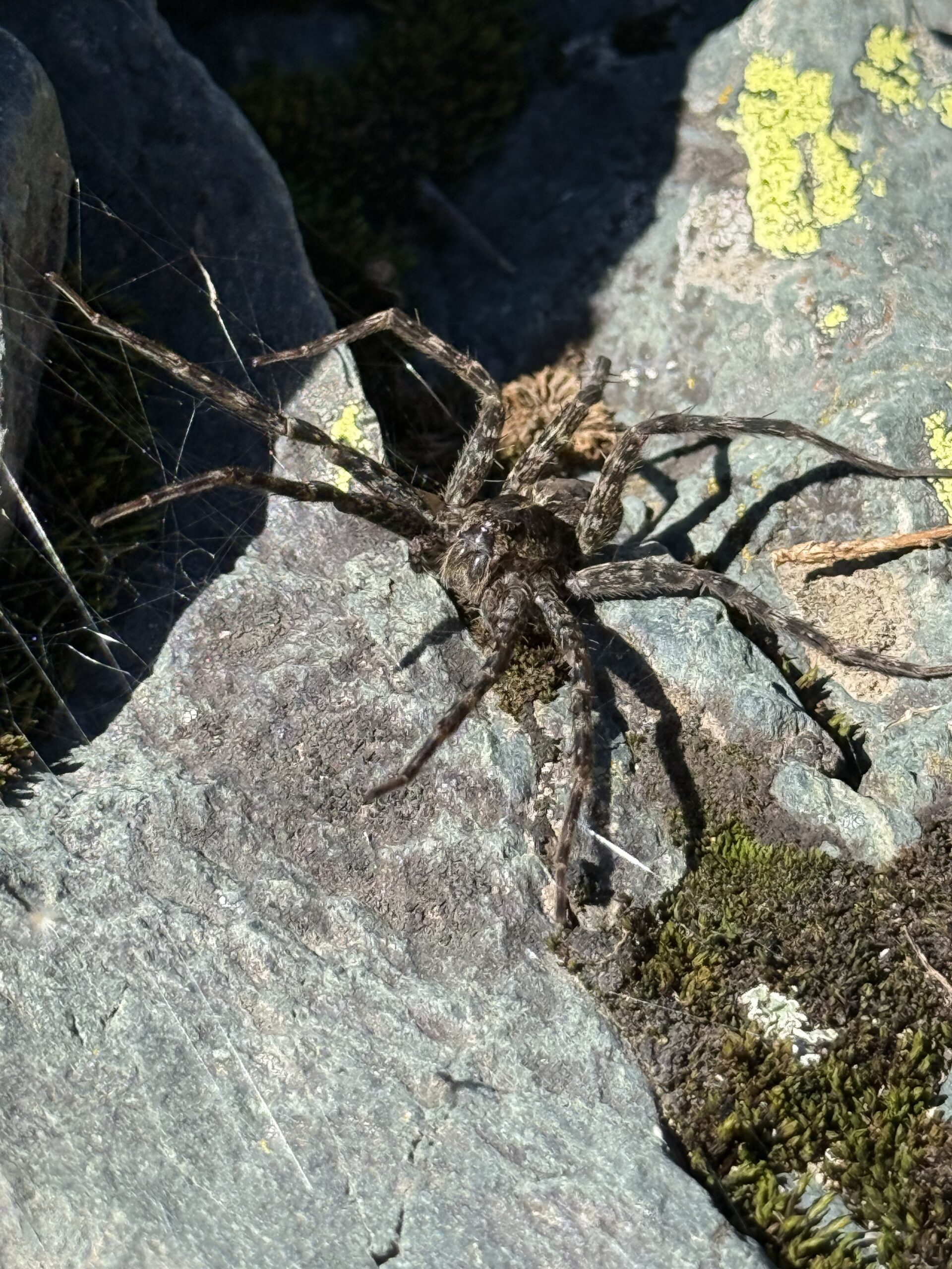 a large spider sitting on a rock, Port-Daniel, Québec, Canada