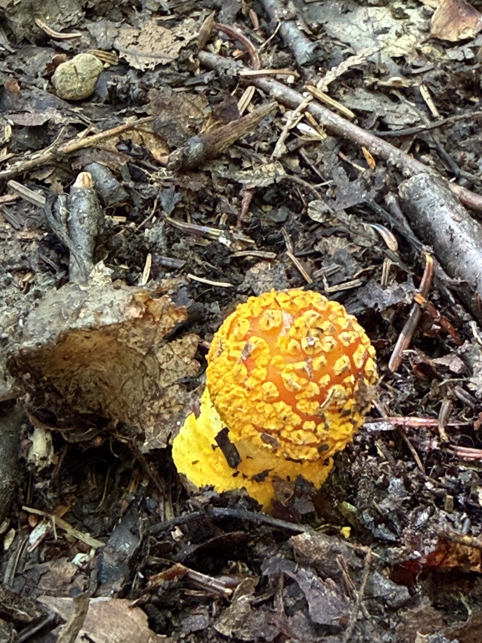 a yellow mushroom on the ground, Port-Daniel, Québec, Canada