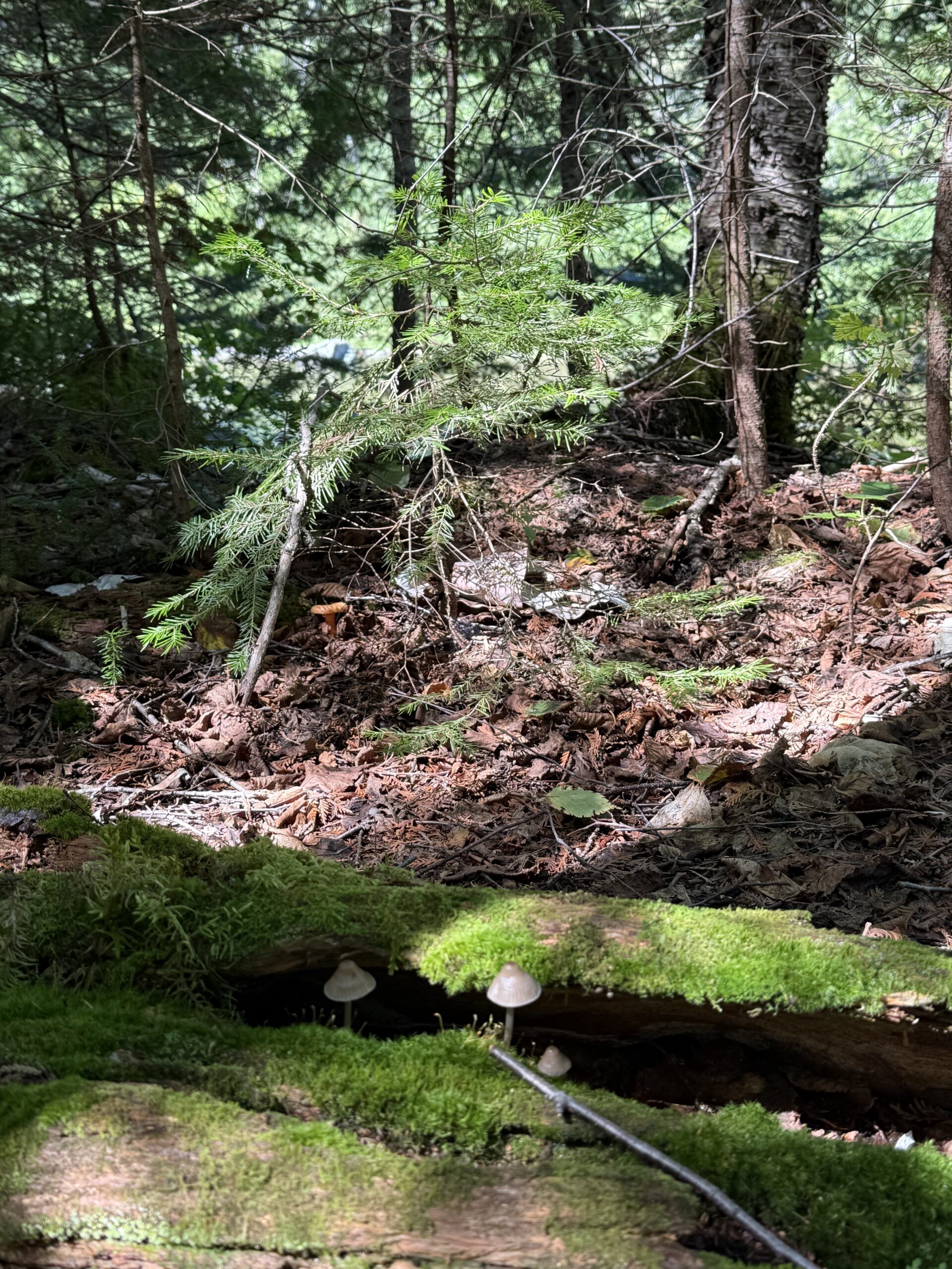 a bear is walking through the woods, Port-Daniel, Québec, Canada
