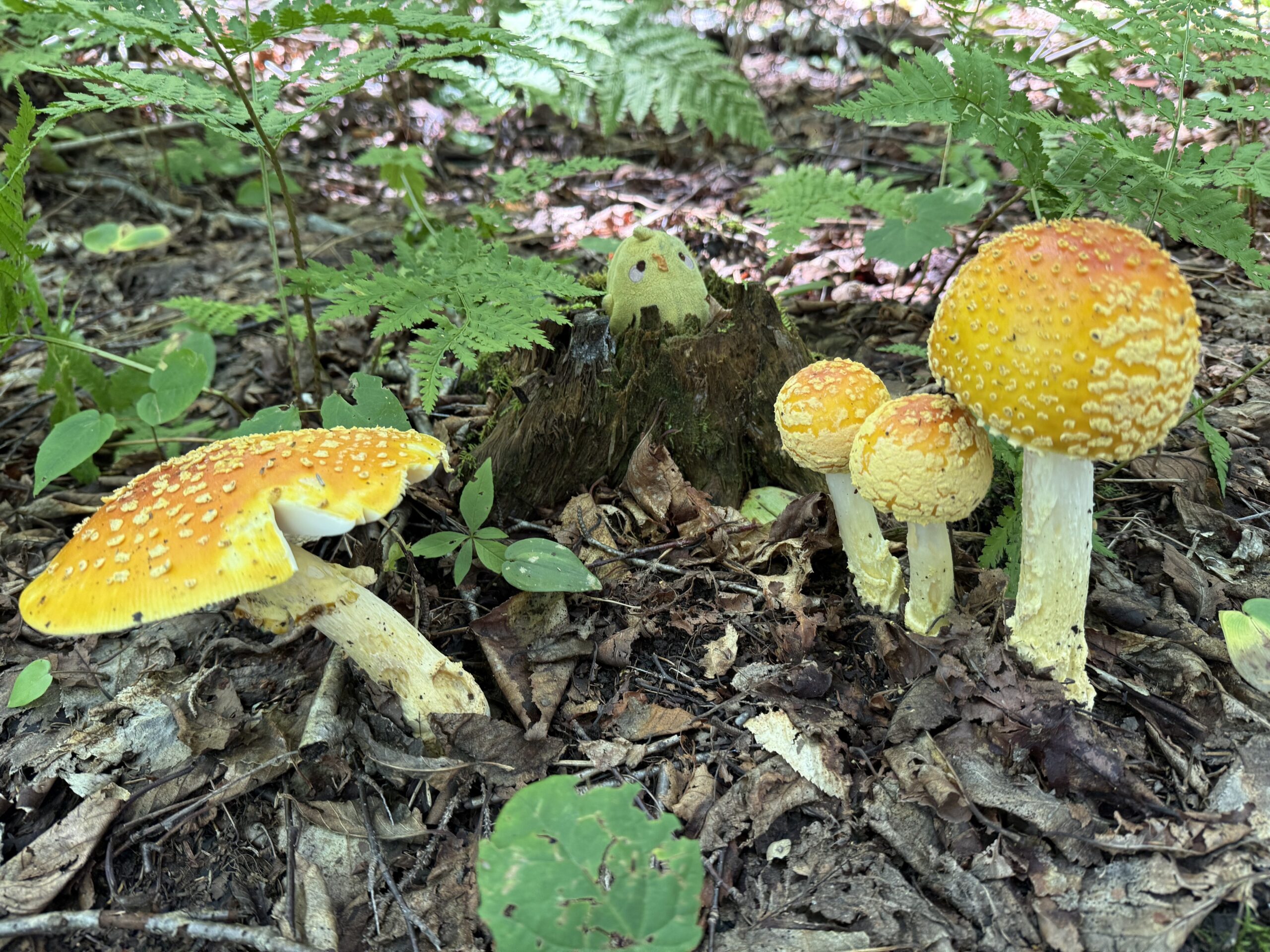 two mushrooms are sitting on the ground, Port-Daniel, Québec, Canada
