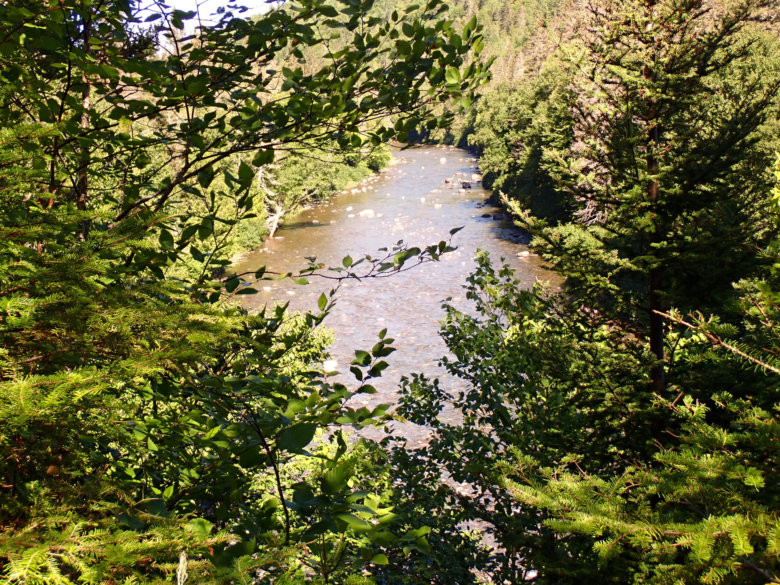 a river surrounded by trees and bushes