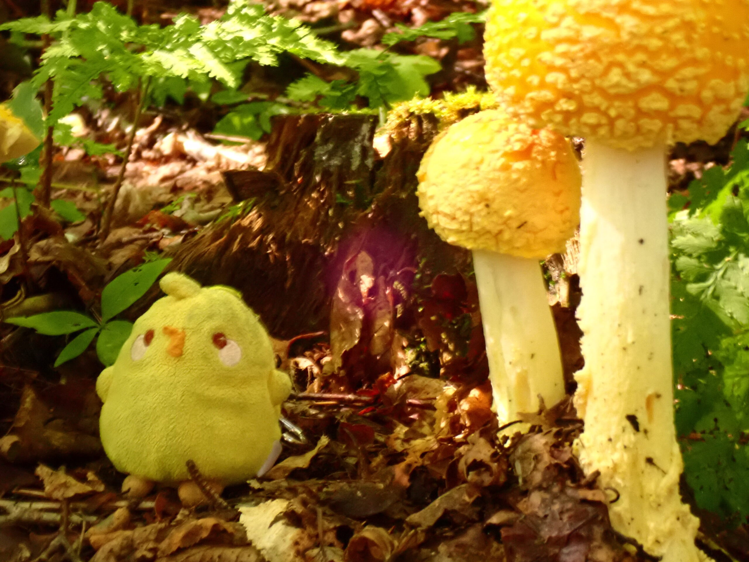 a yellow mushroom sitting on the ground