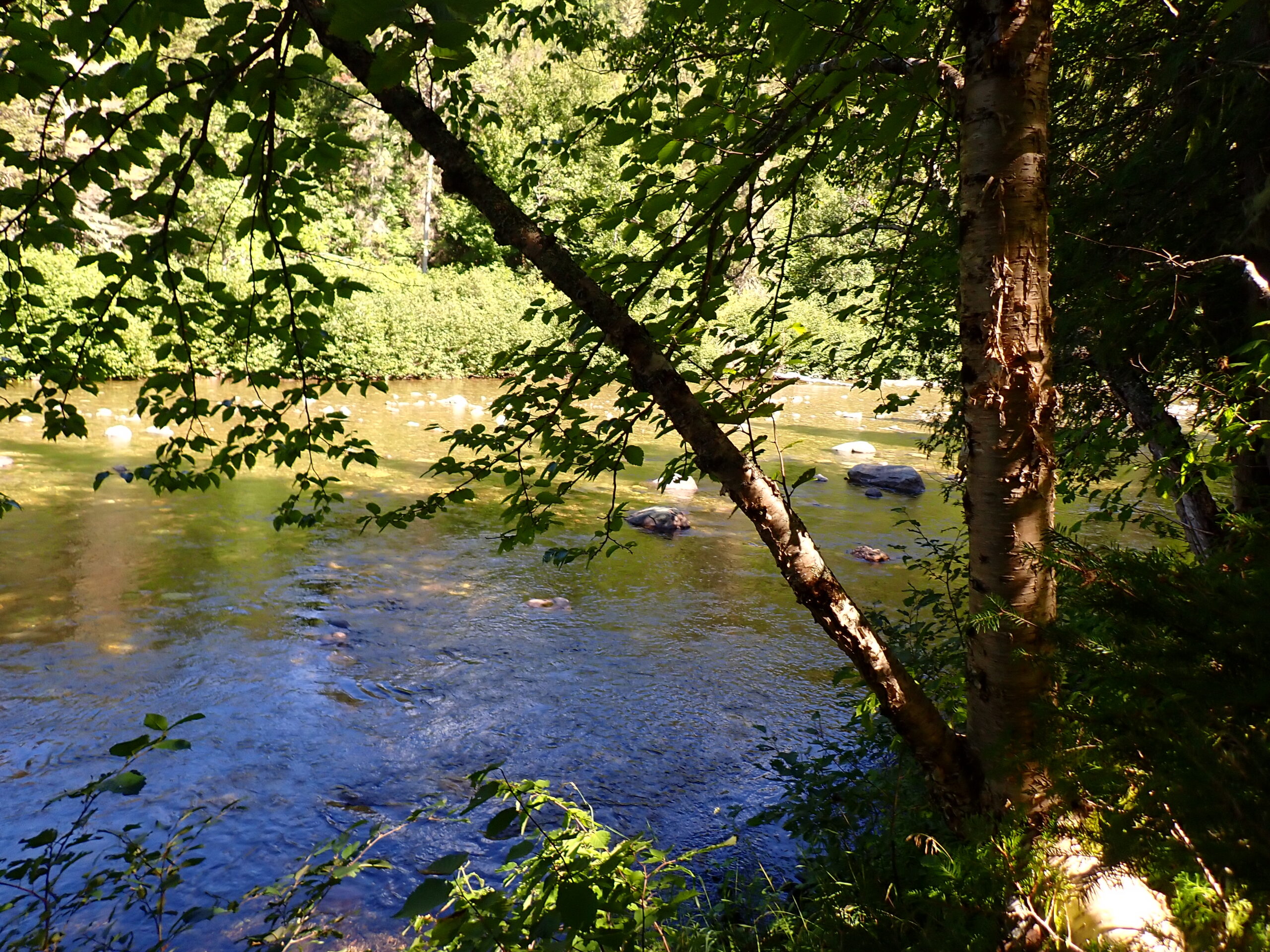 a river with a few trees and a few rocks