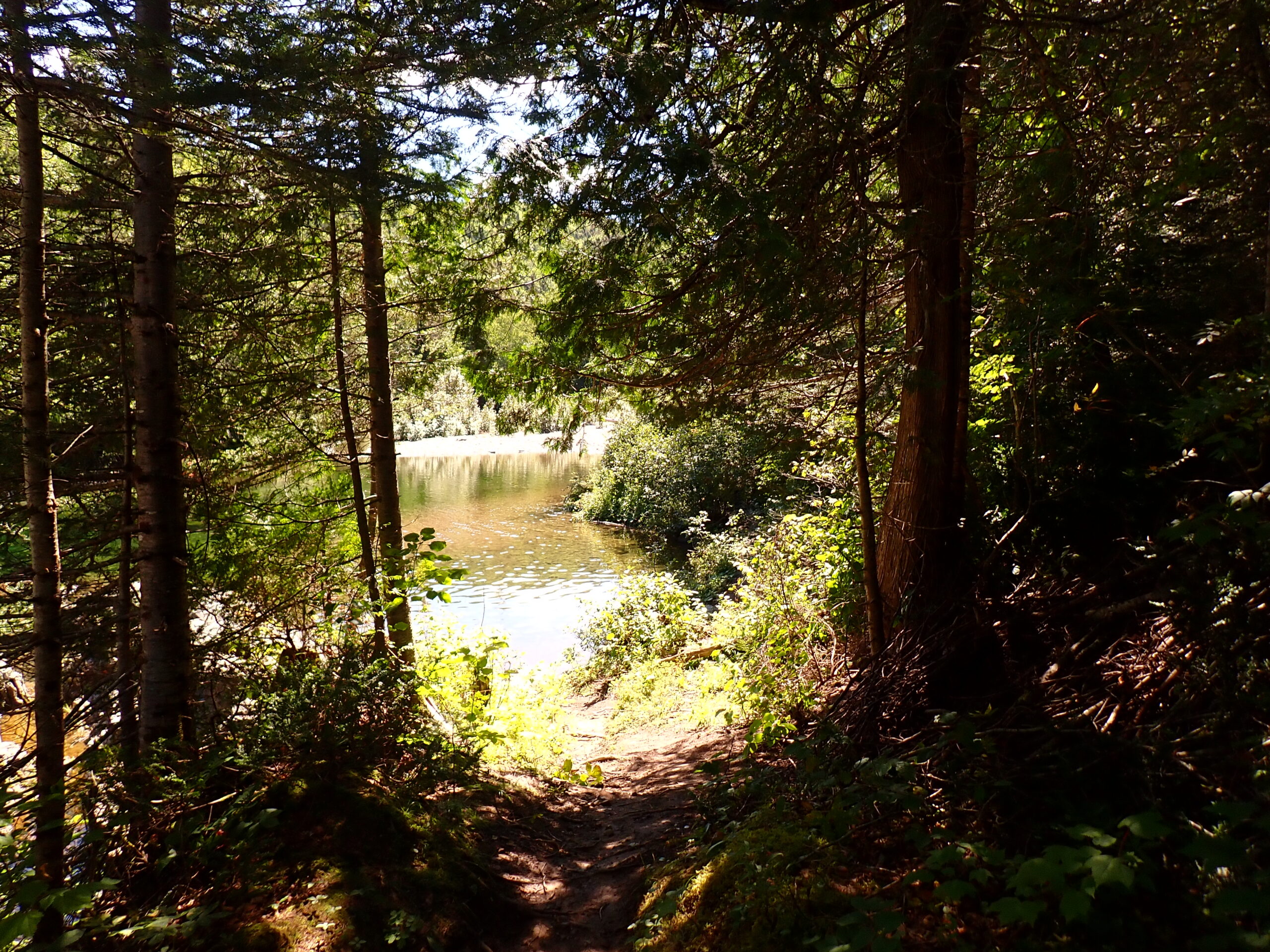 a path through a forest with a river in the distance