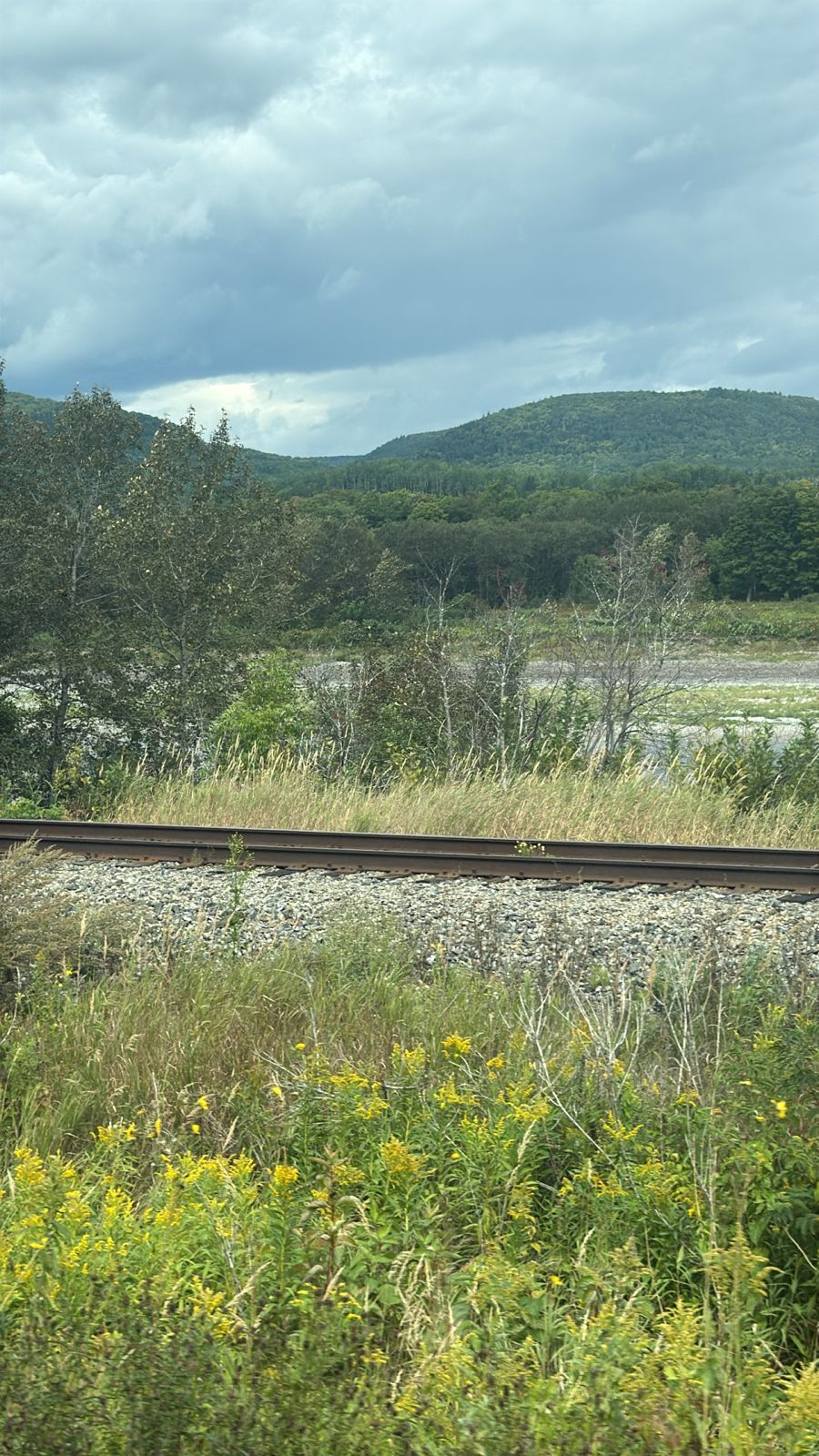 a train traveling through a lush green forest