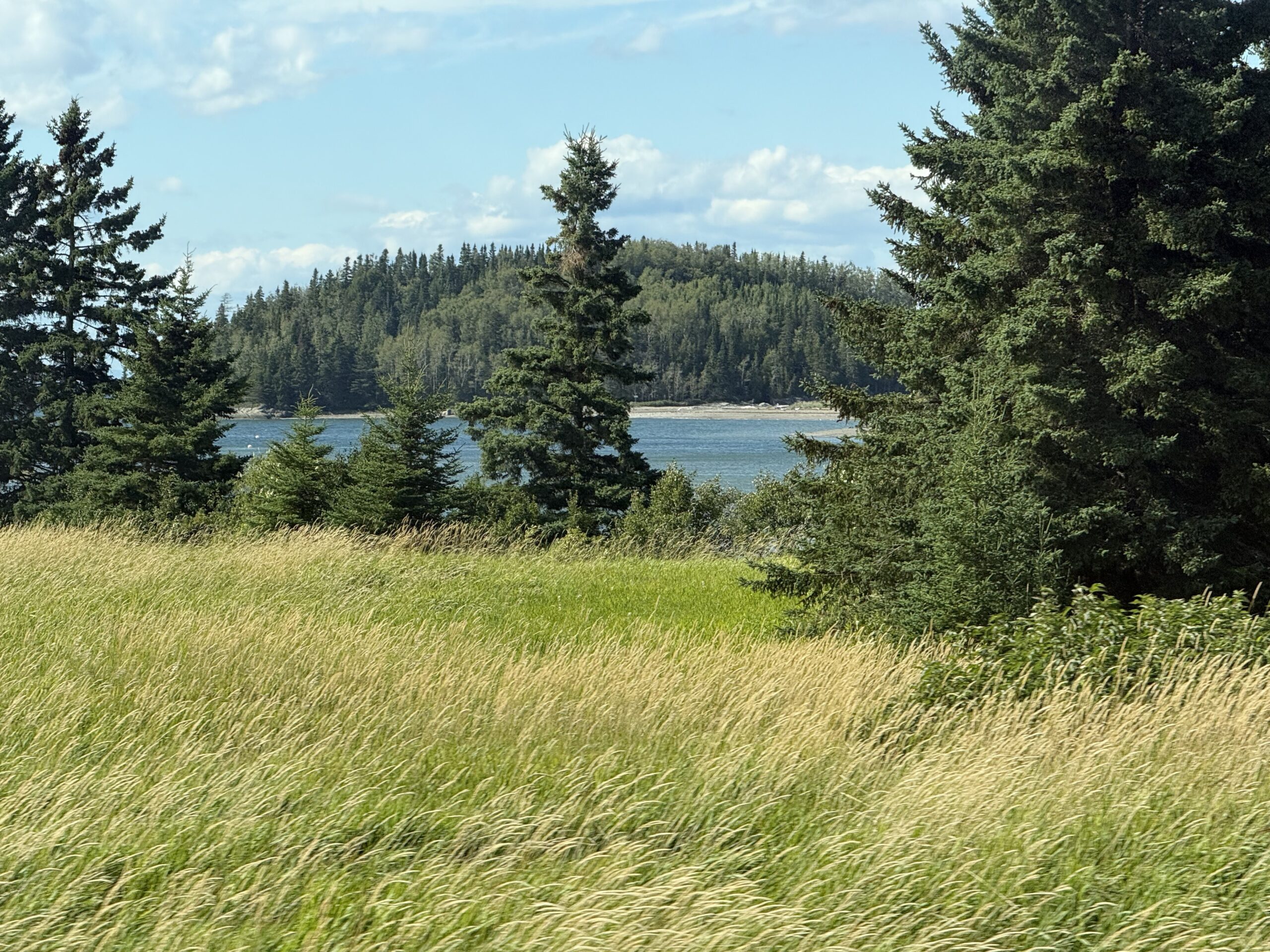 a field of tall grass, Rimouski, Québec, Canada