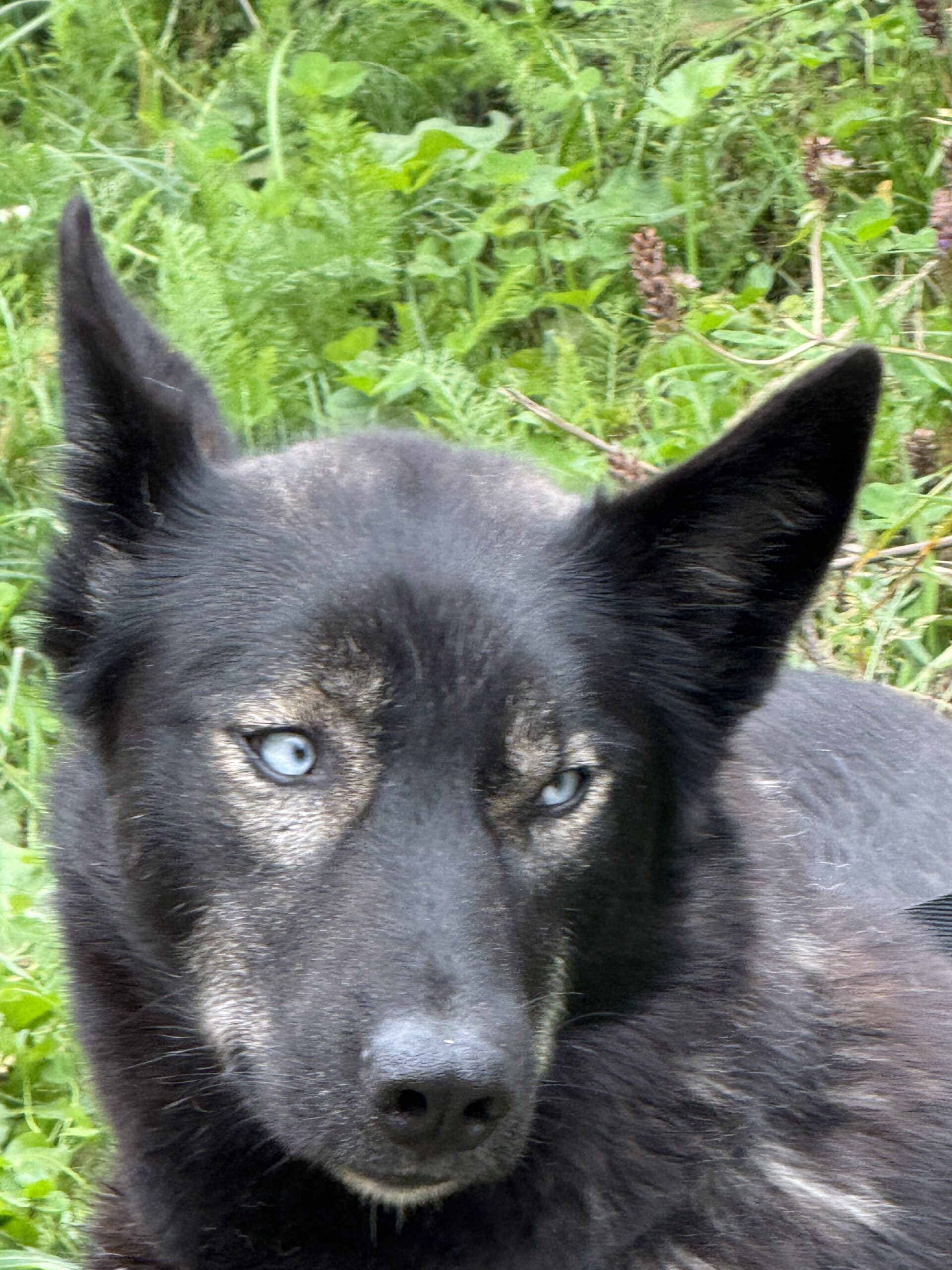 a black dog laying in the grass, Val-des-Lacs, Québec, Canada