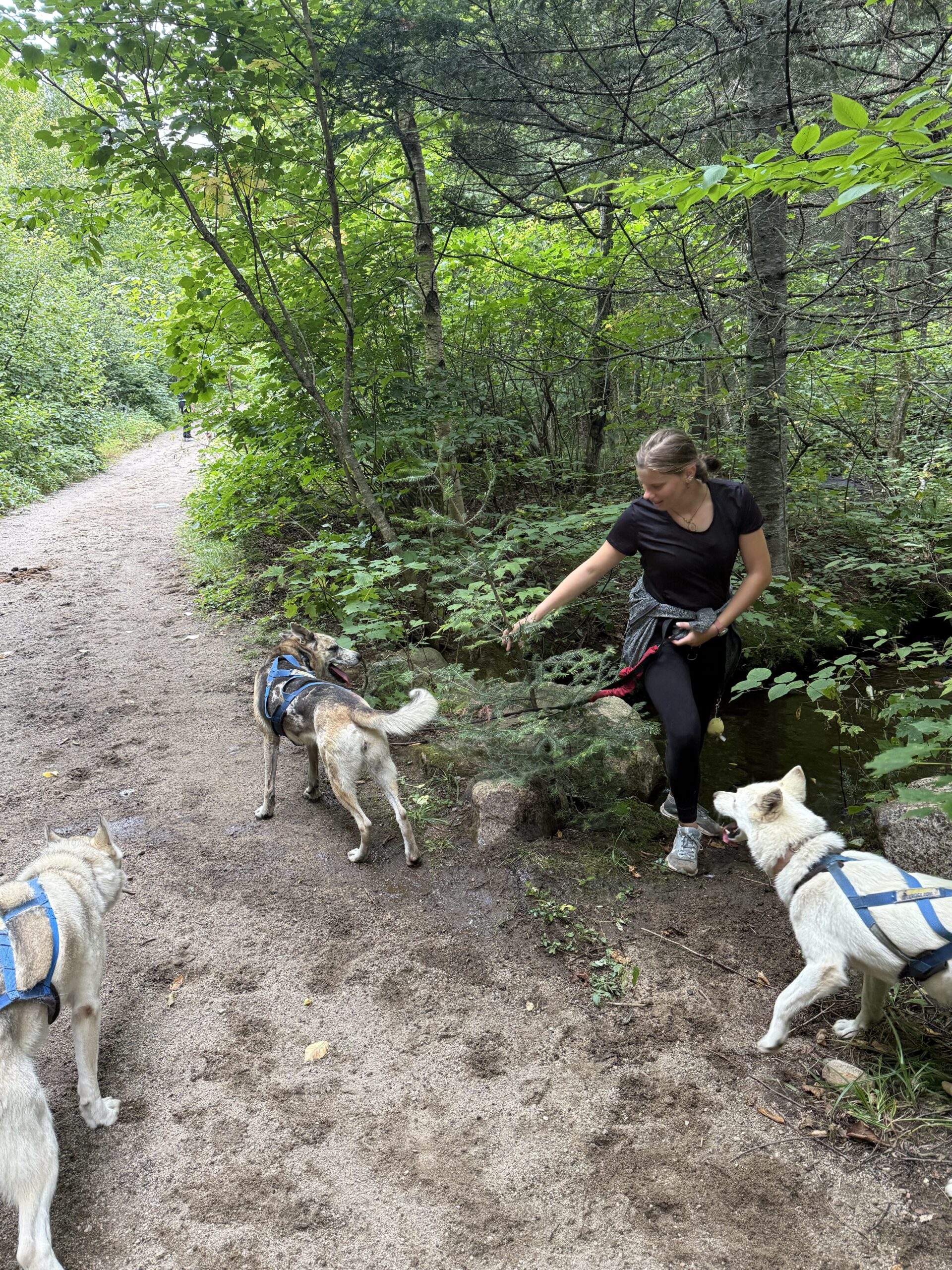 a woman walking two dogs on a trail, Val-des-Lacs, Québec, Canada
