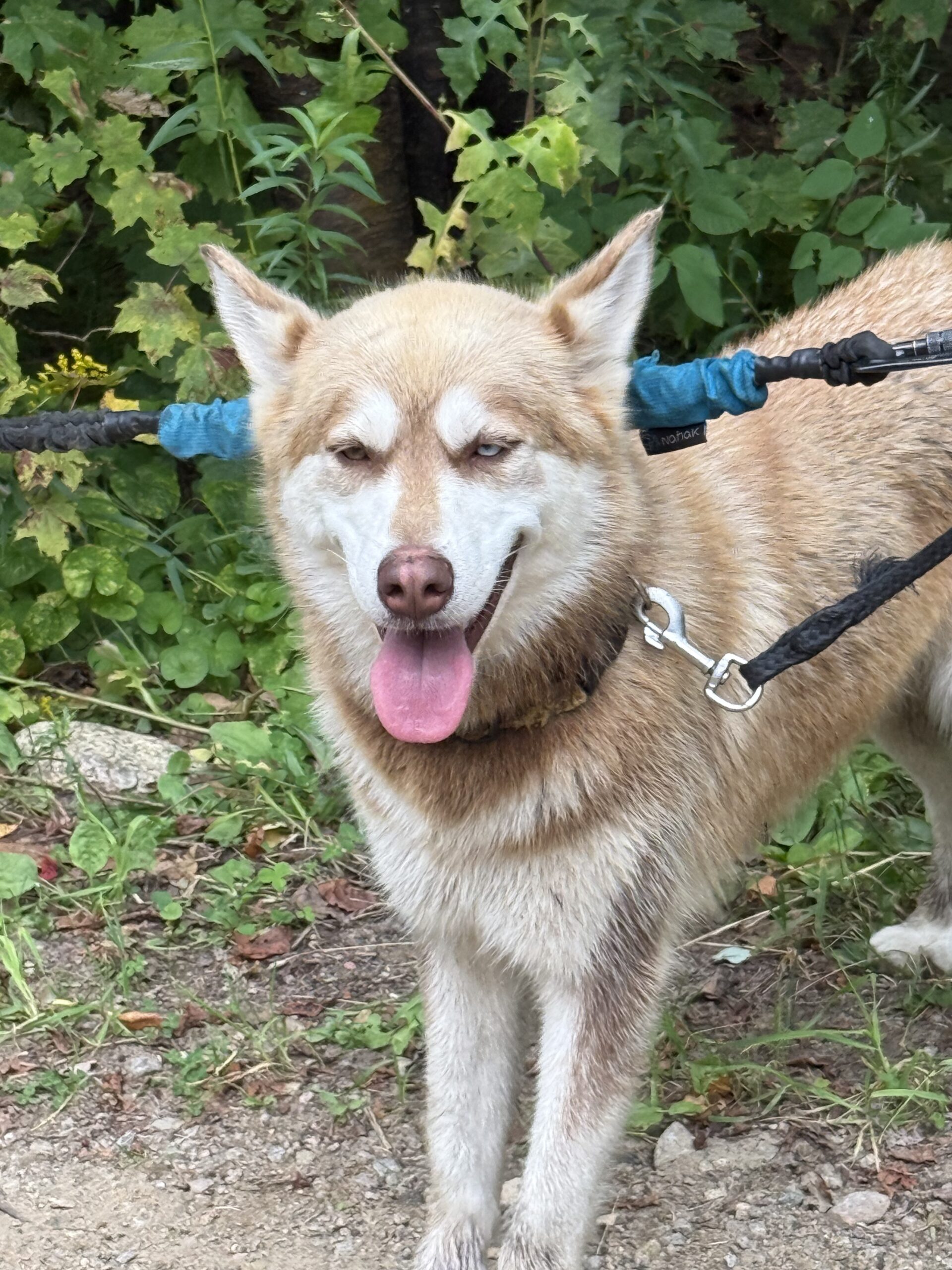 a dog with a leash on it ' s neck, Val-des-Lacs, Québec, Canada