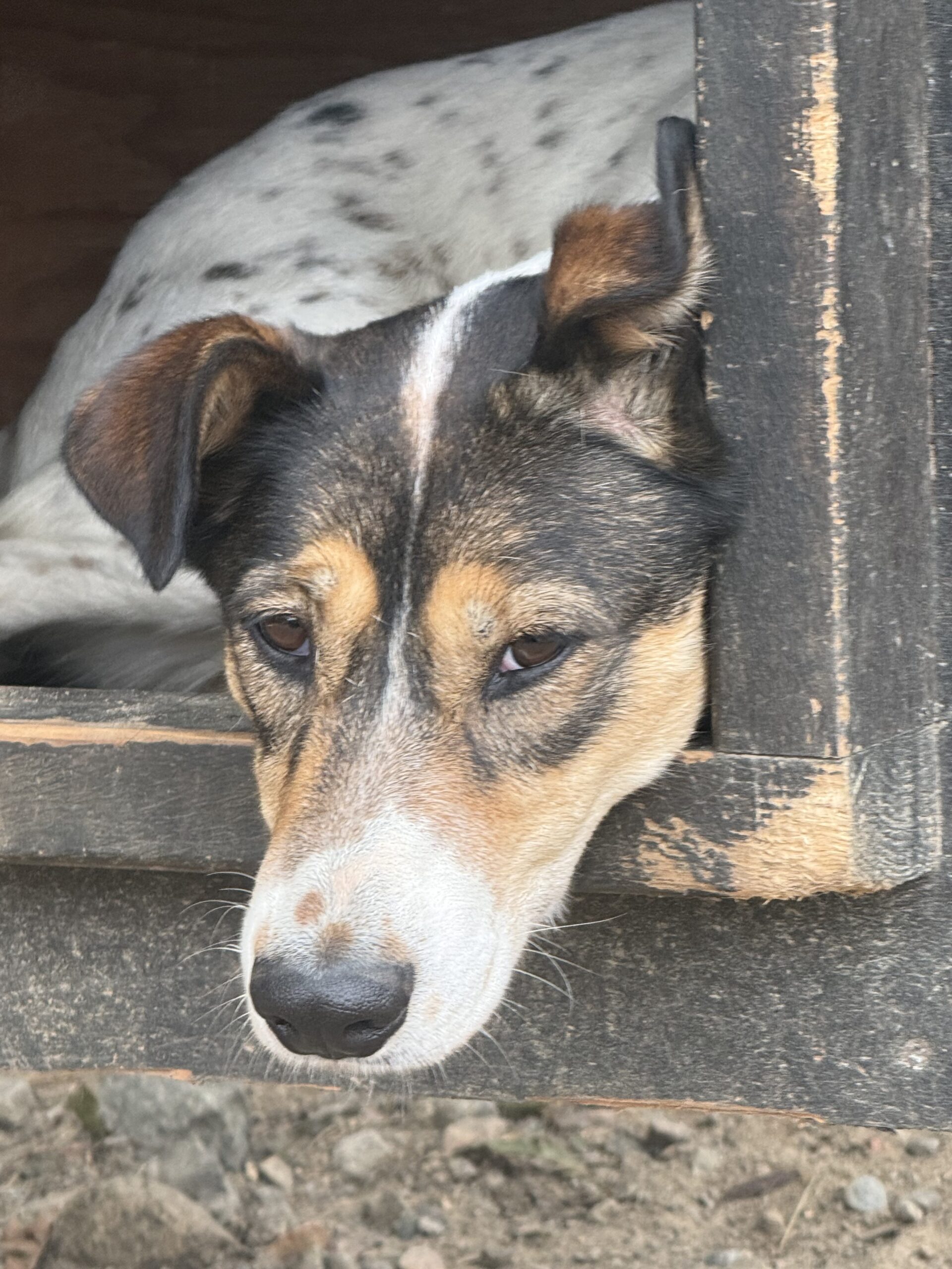 a dog is laying in a wooden structure, Val-des-Lacs, Québec, Canada