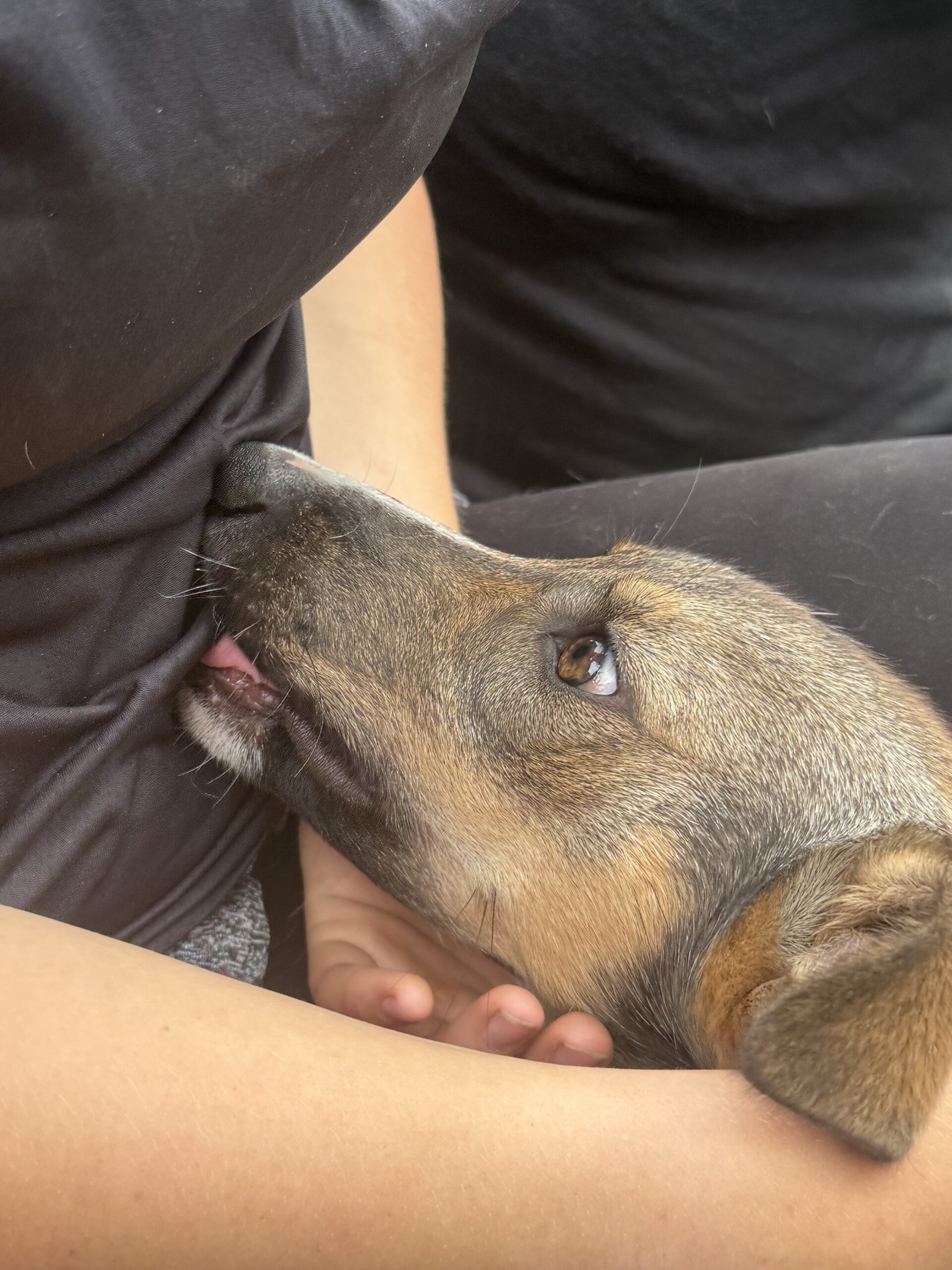 a person holding a small dog in their hands, Val-des-Lacs, Québec, Canada