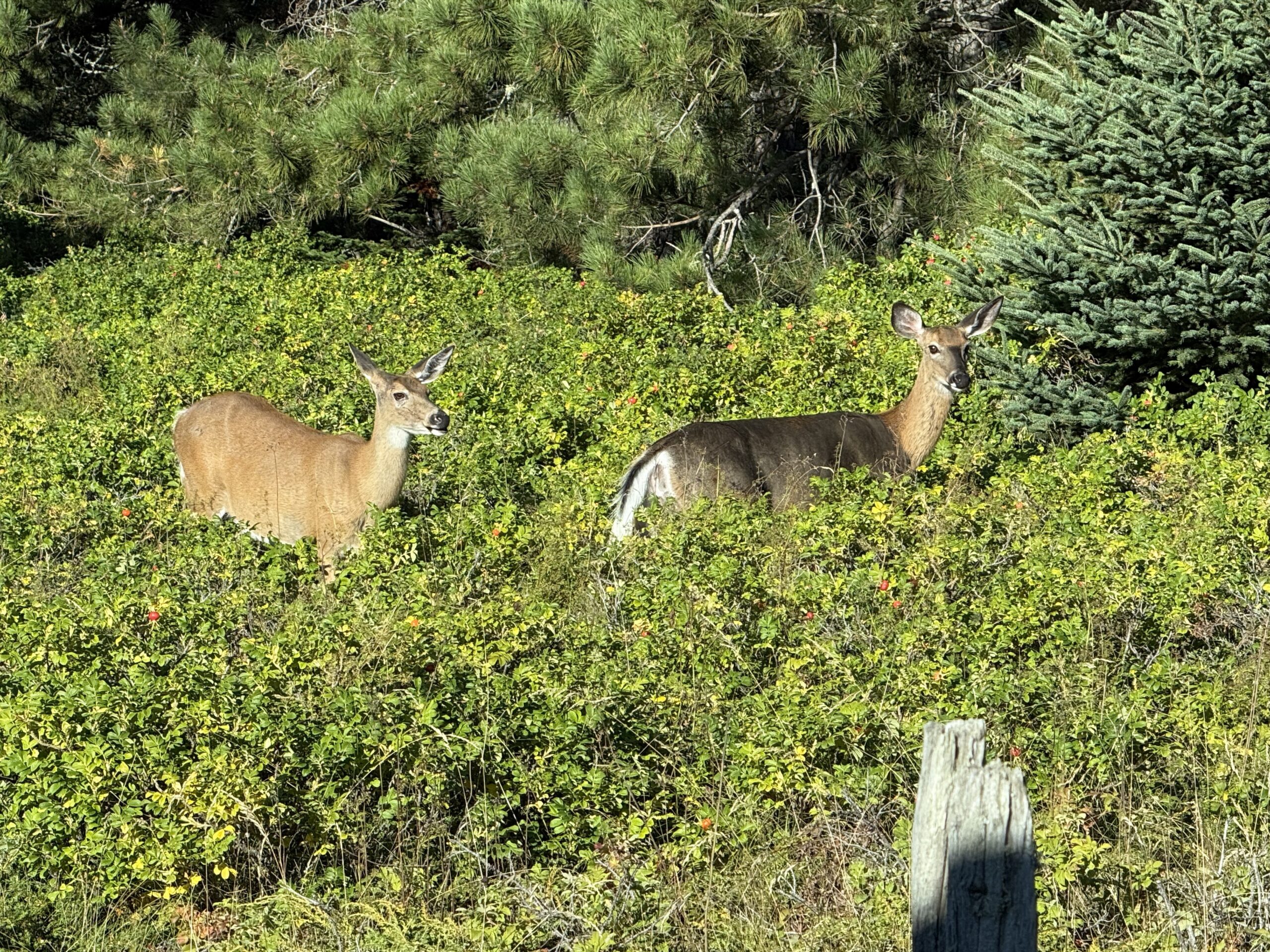 two deers in a field, Rimouski, Québec, Canada
