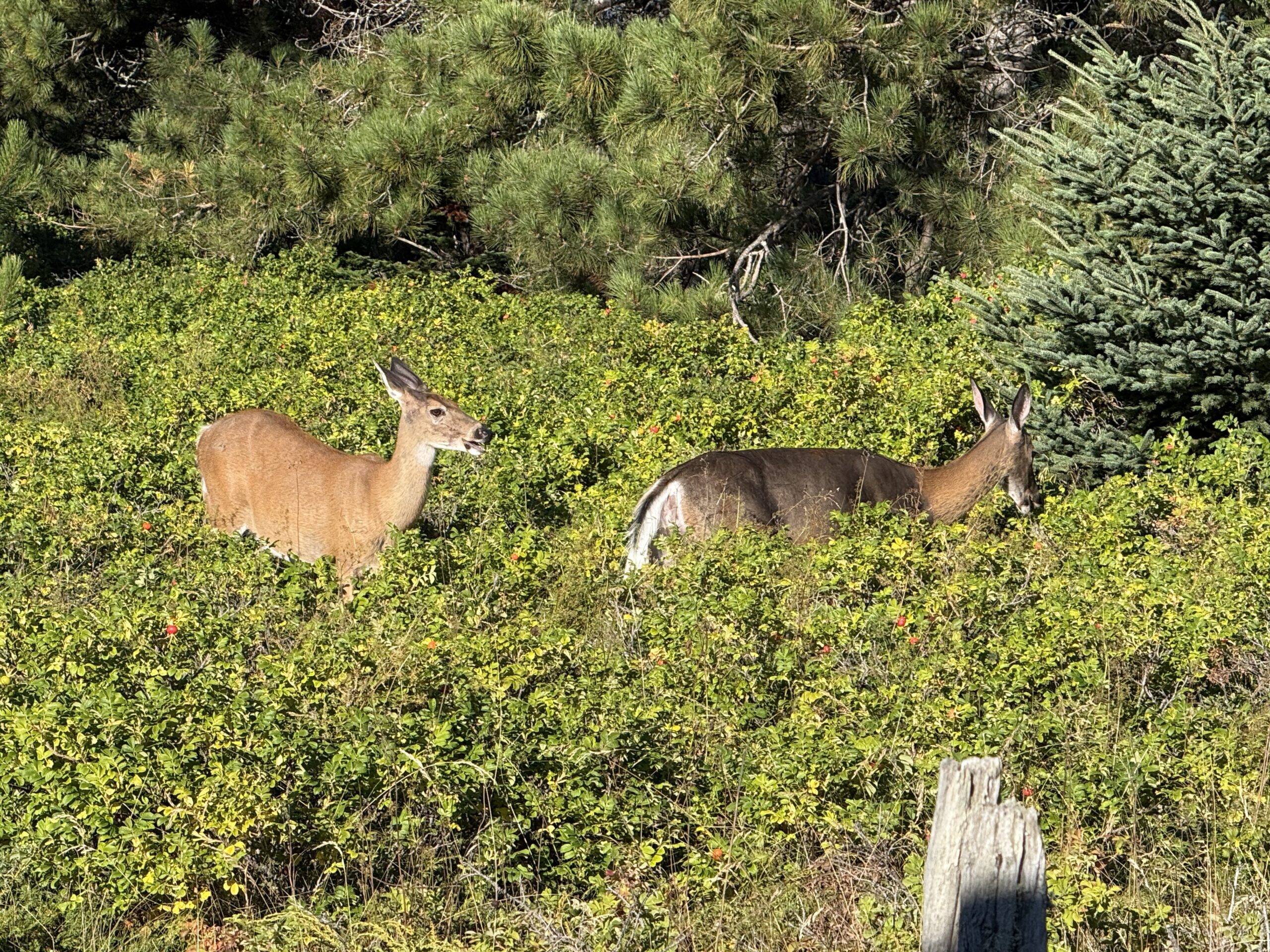 two deers in a field, Rimouski, Québec, Canada
