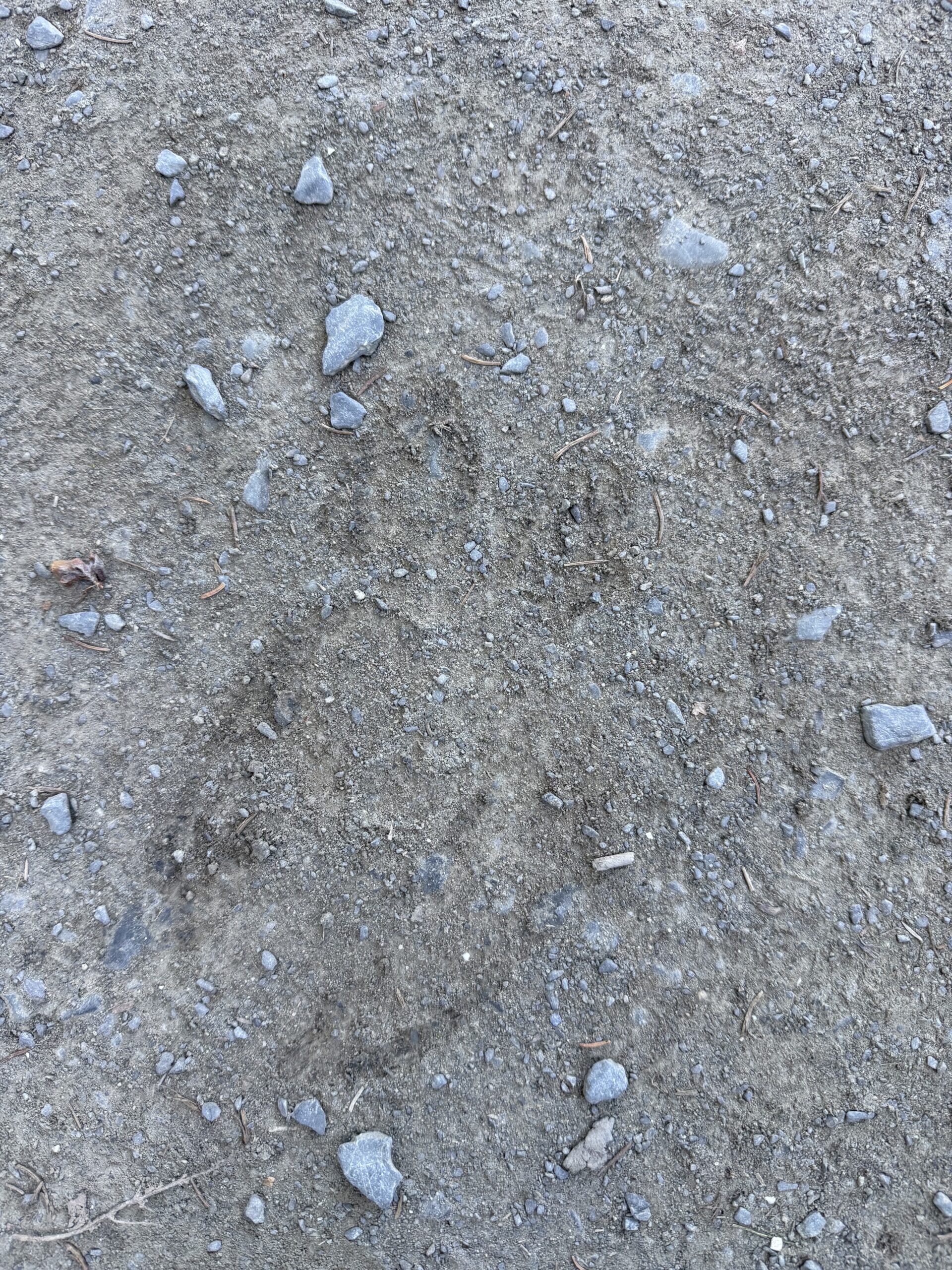 a dog is standing on the ground with a frothy look, Rimouski, Québec, Canada