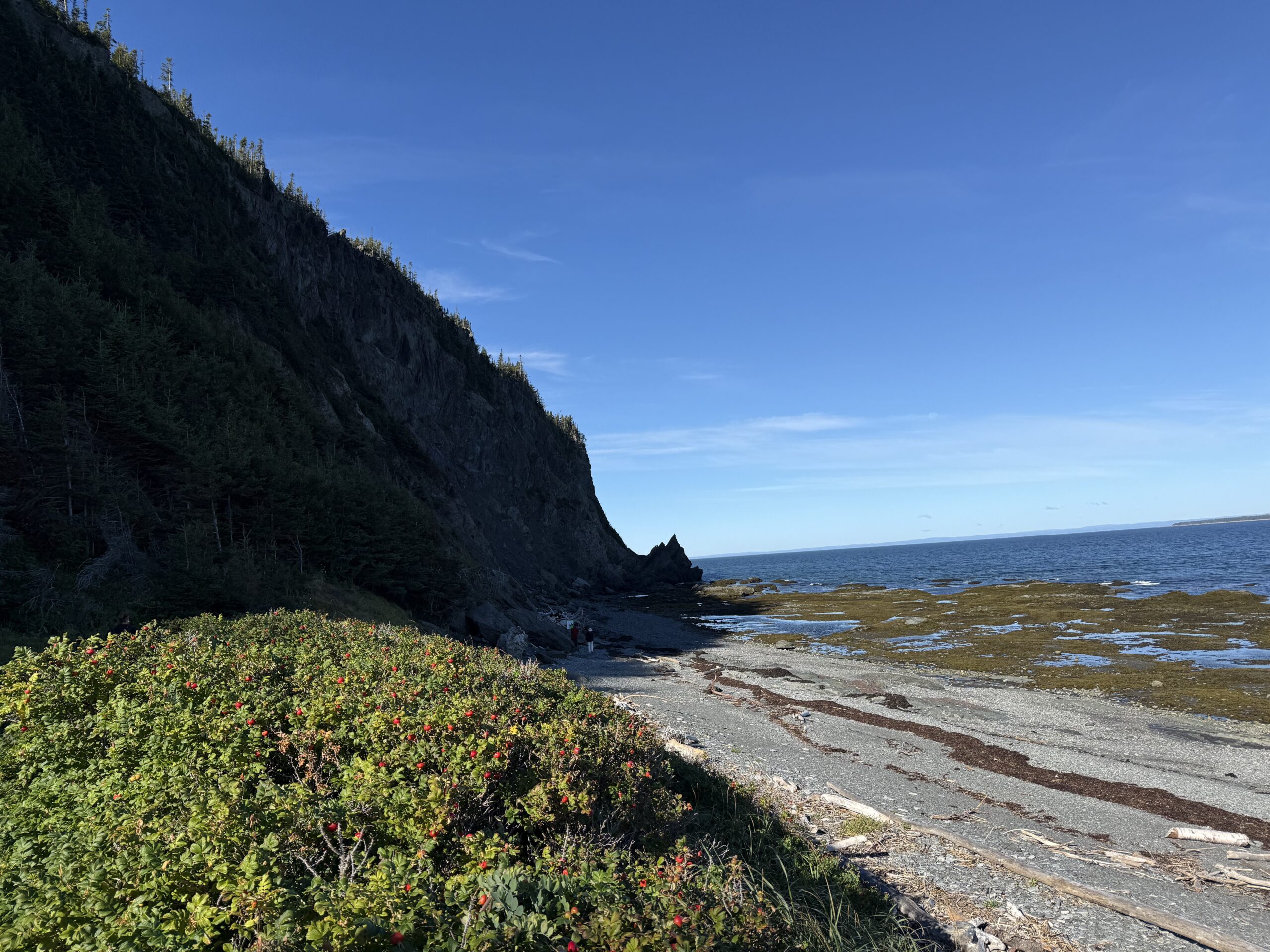 a rocky beach with a few bushes and trees, Rimouski, Québec, Canada