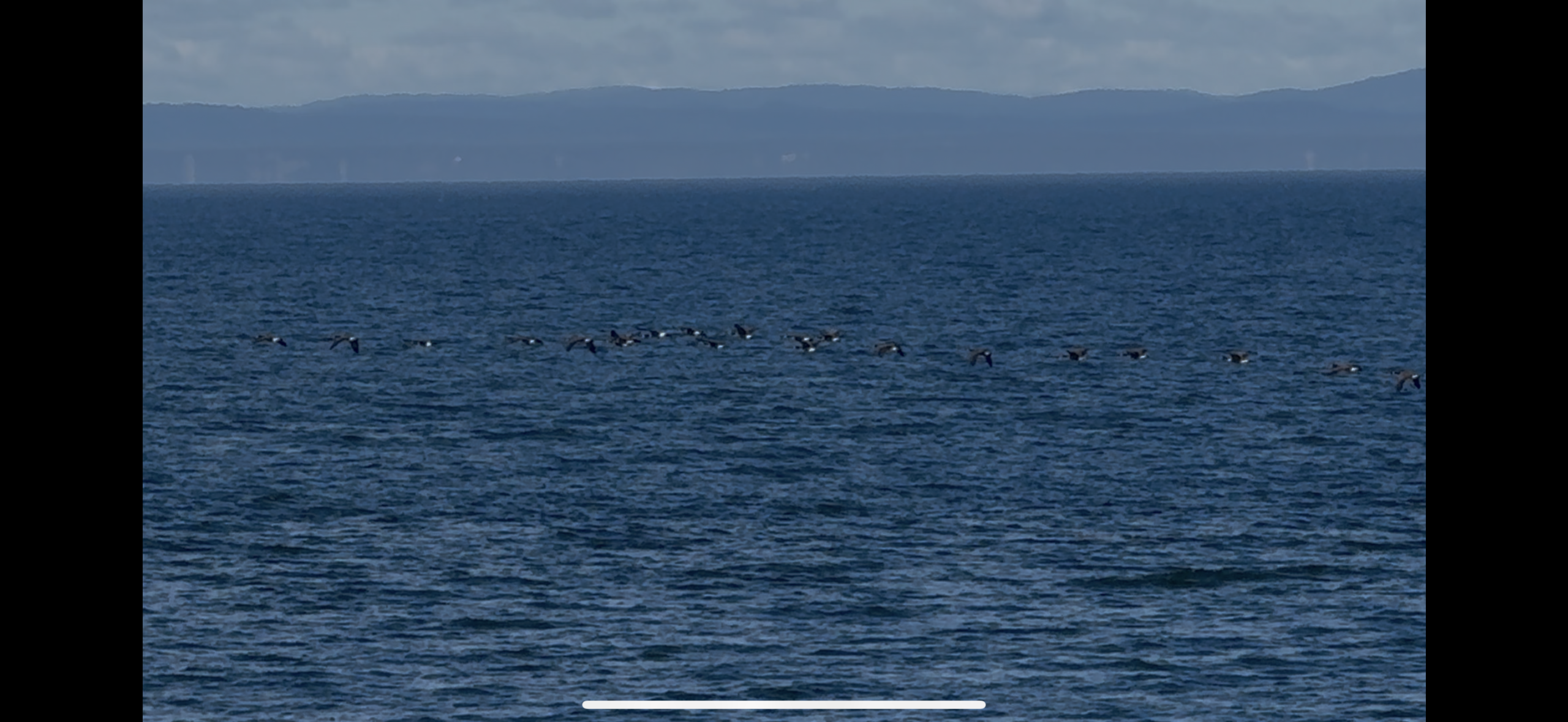 a flock of birds flying over the ocean