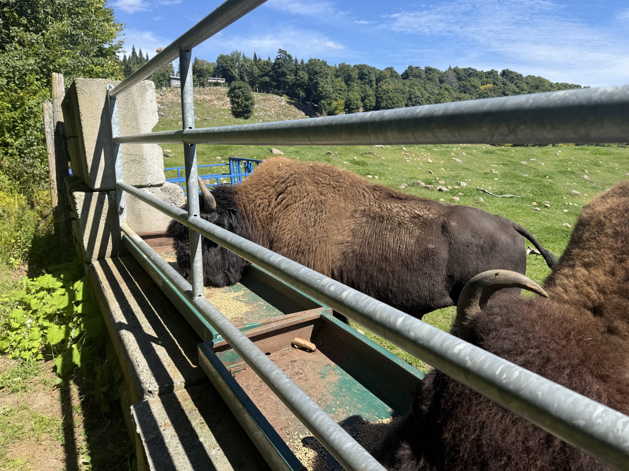 deux bisons debout à côté d'une clôture, Val-des-Lacs, Québec, Canada