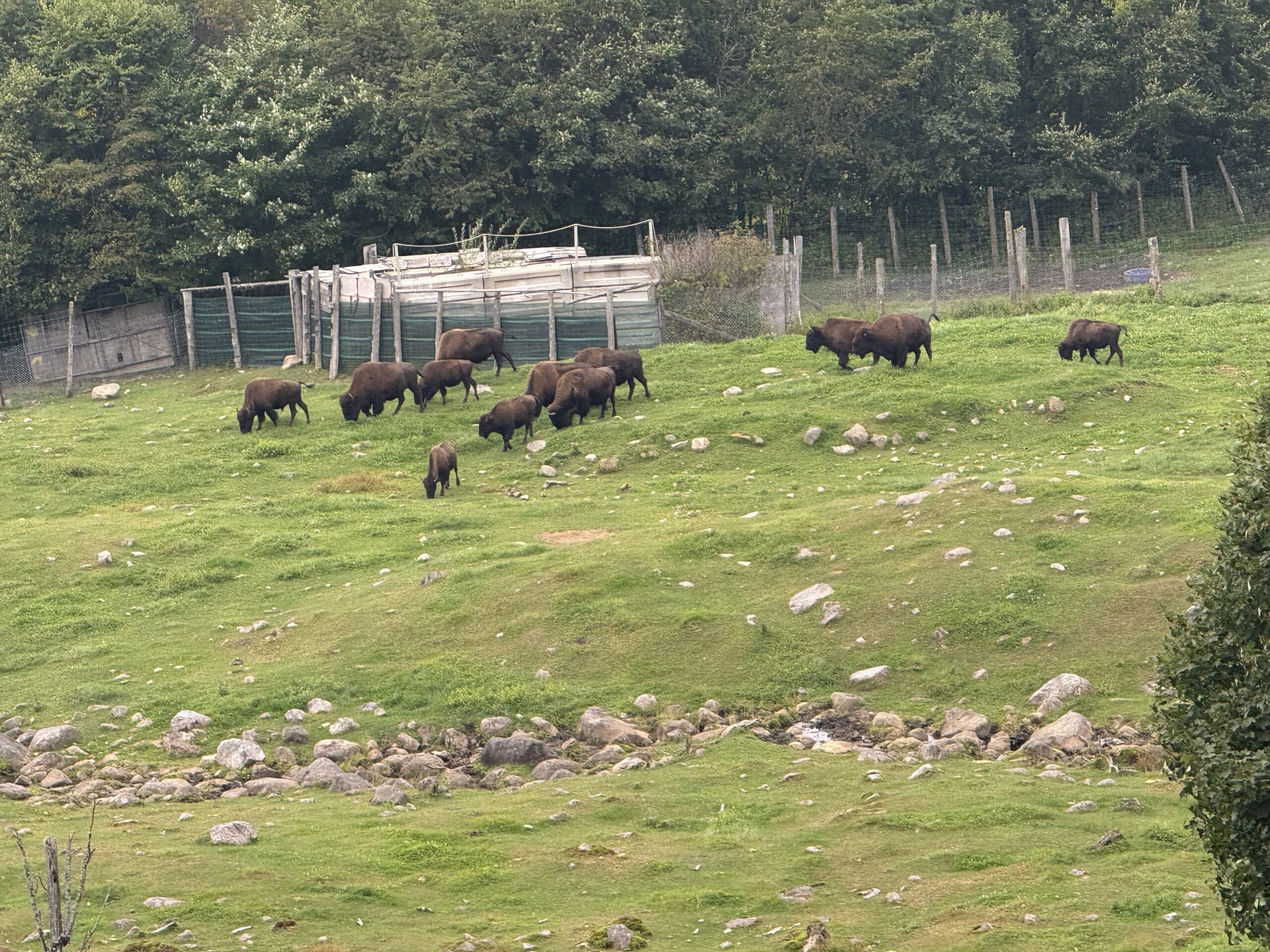 a herd of bison grazing in a grassy field, Val-des-Lacs, Québec, Canada