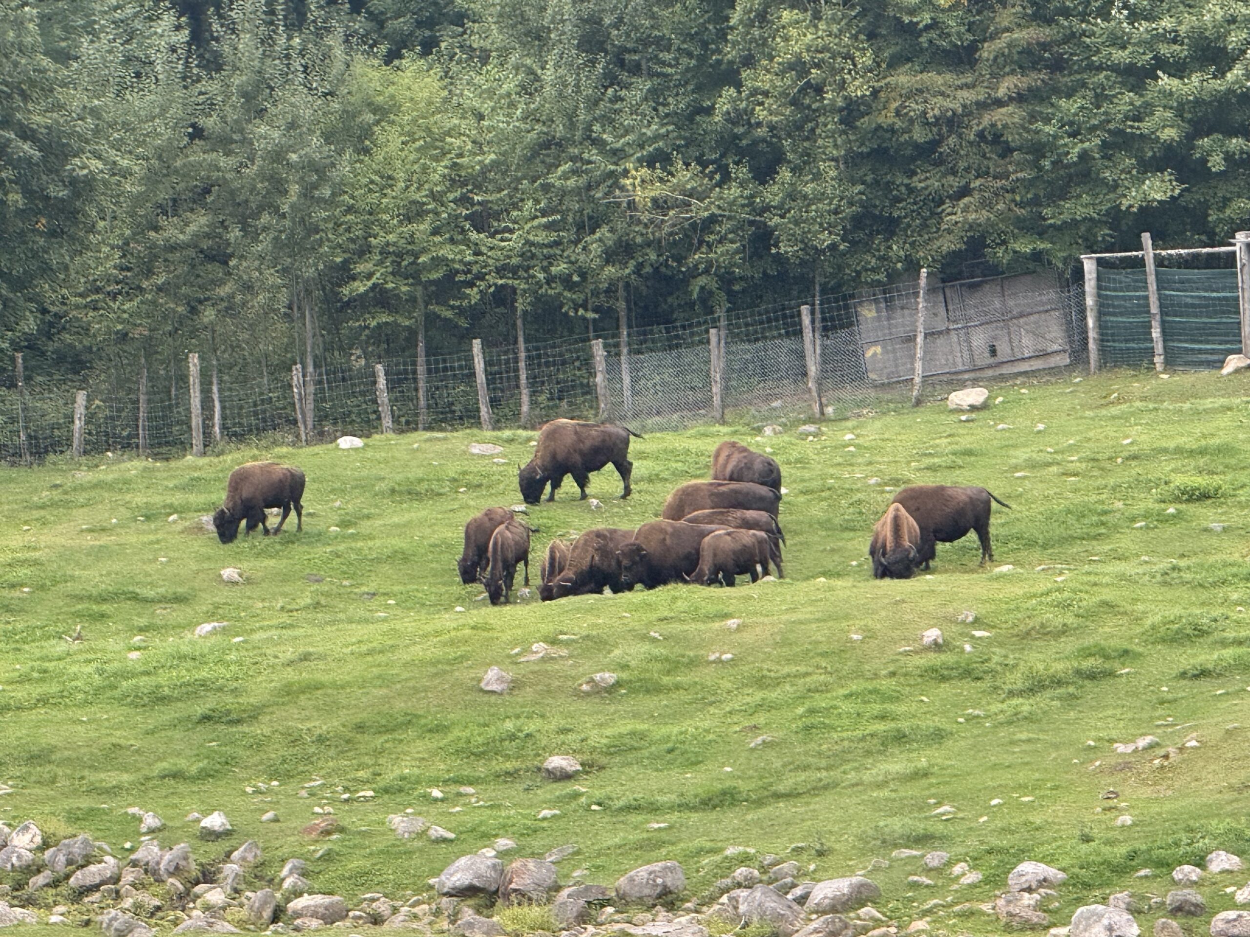 a herd of bison grazing in a grassy field, Val-des-Lacs, Québec, Canada