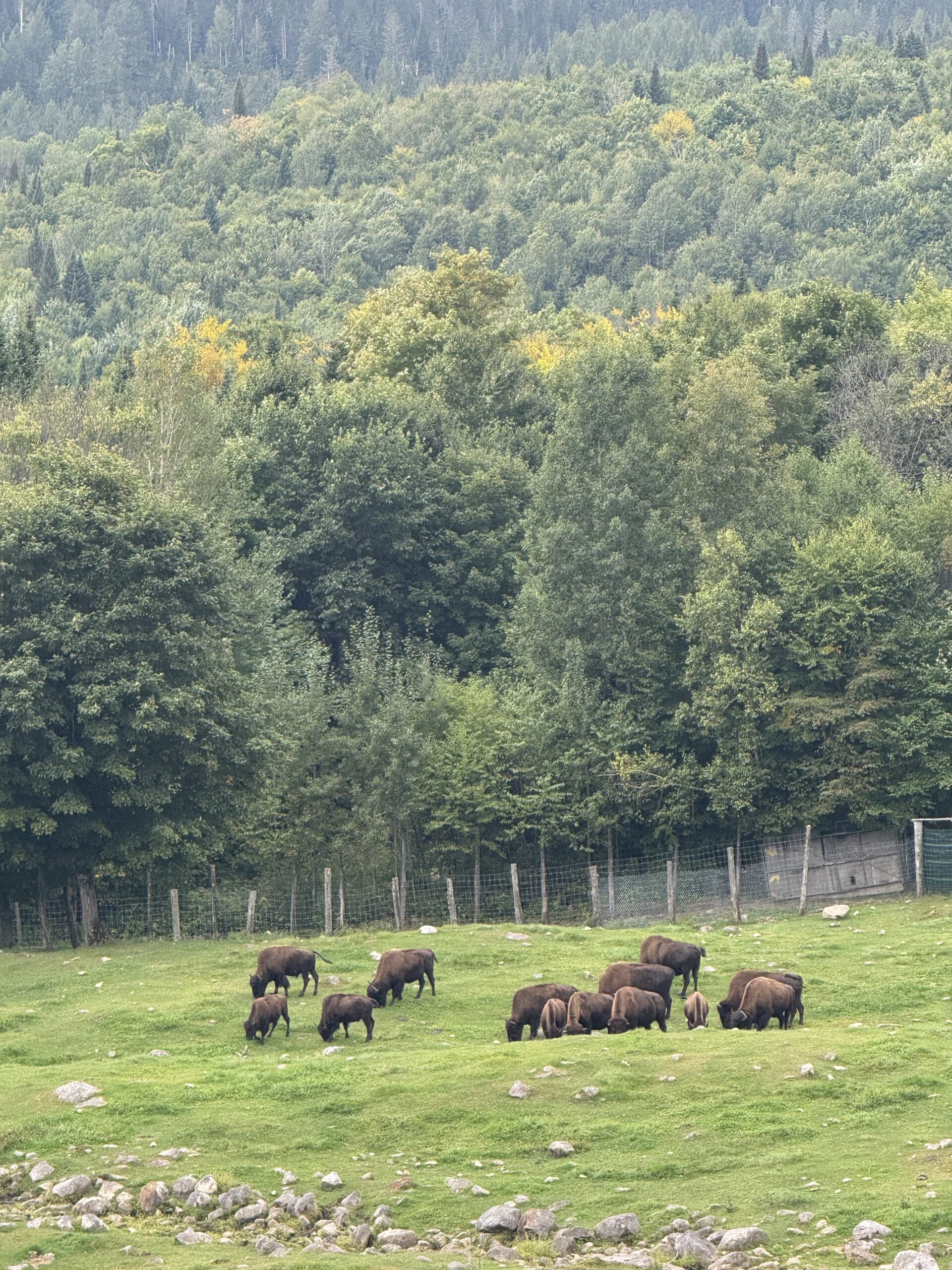 a herd of bison grazing in a field, Val-des-Lacs, Québec, Canada