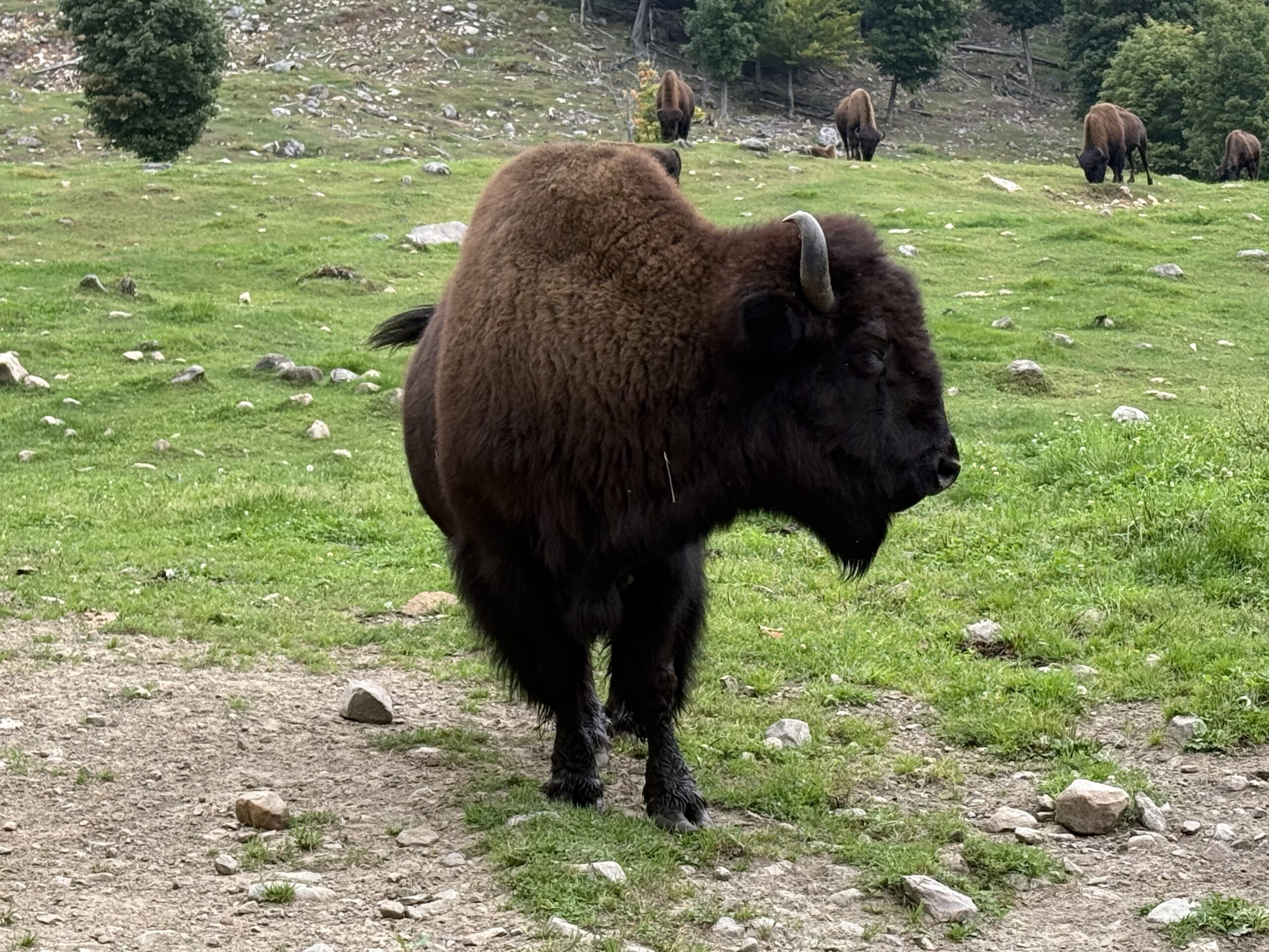 a bison is standing in a field of grass, Val-des-Lacs, Québec, Canada