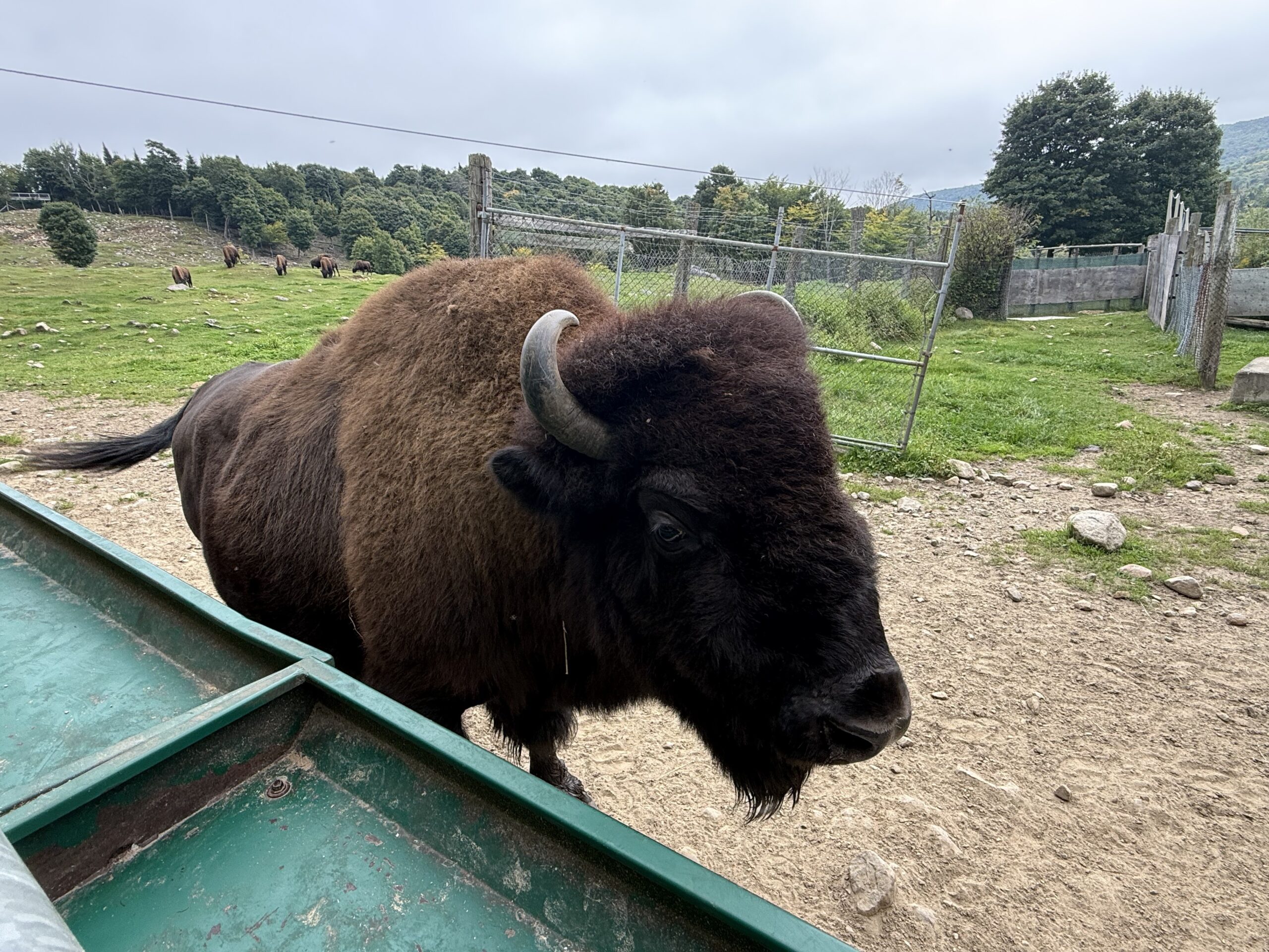 a bison standing in a pen, Val-des-Lacs, Québec, Canada
