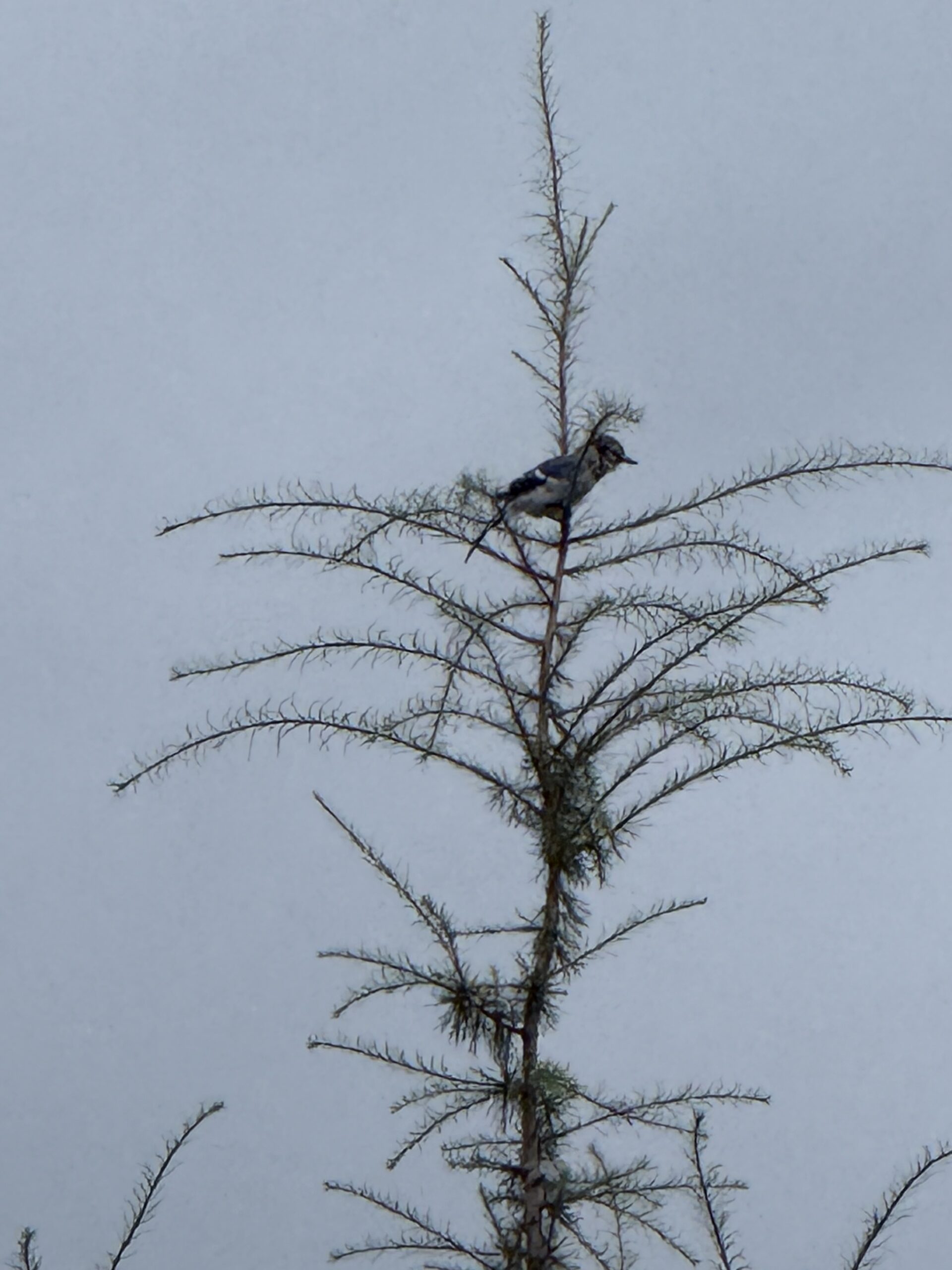 a bird sitting on top of a tree, Val-des-Lacs, Québec, Canada