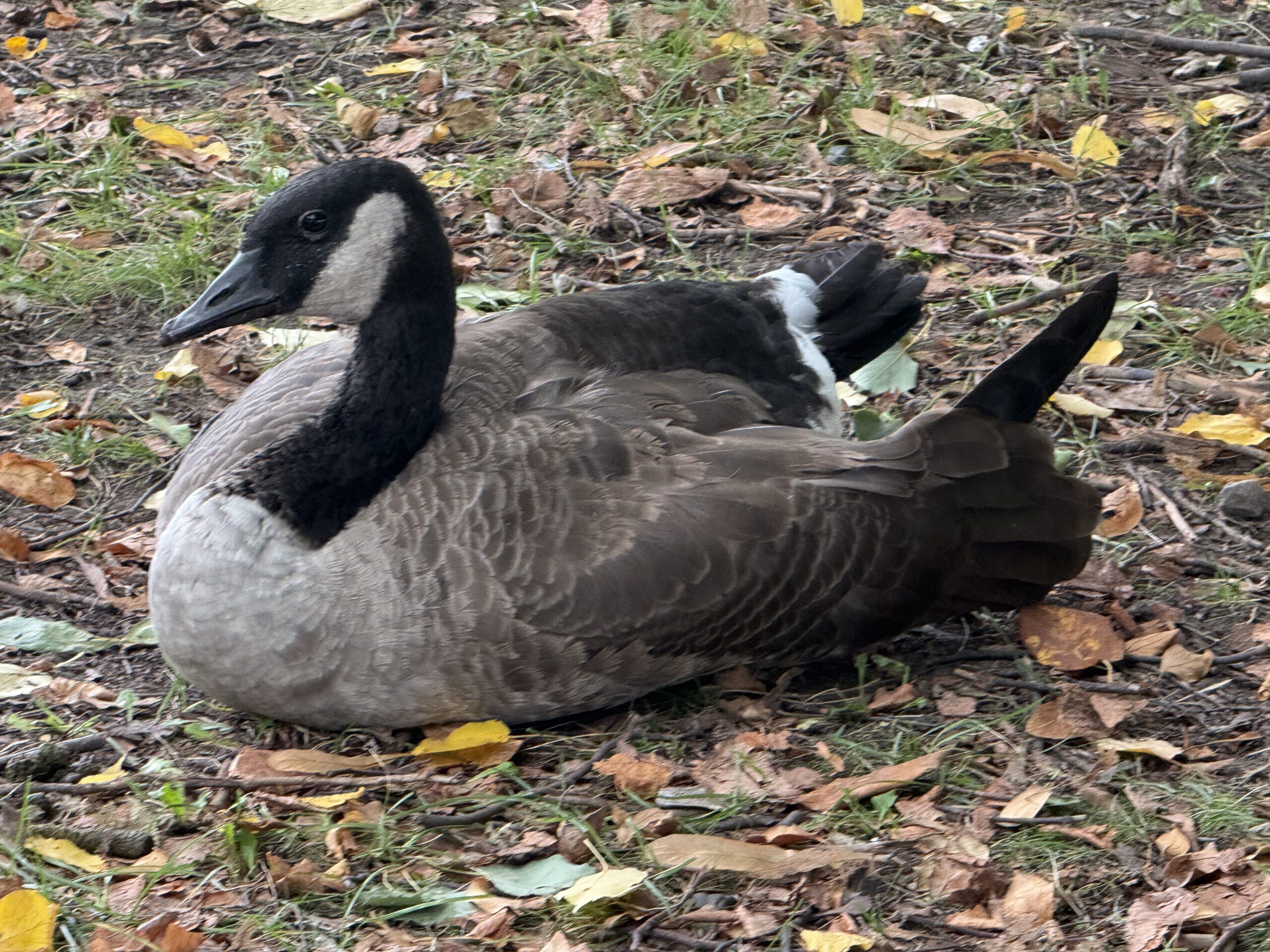 a duck laying on the ground in the grass, Montréal, Québec, Canada