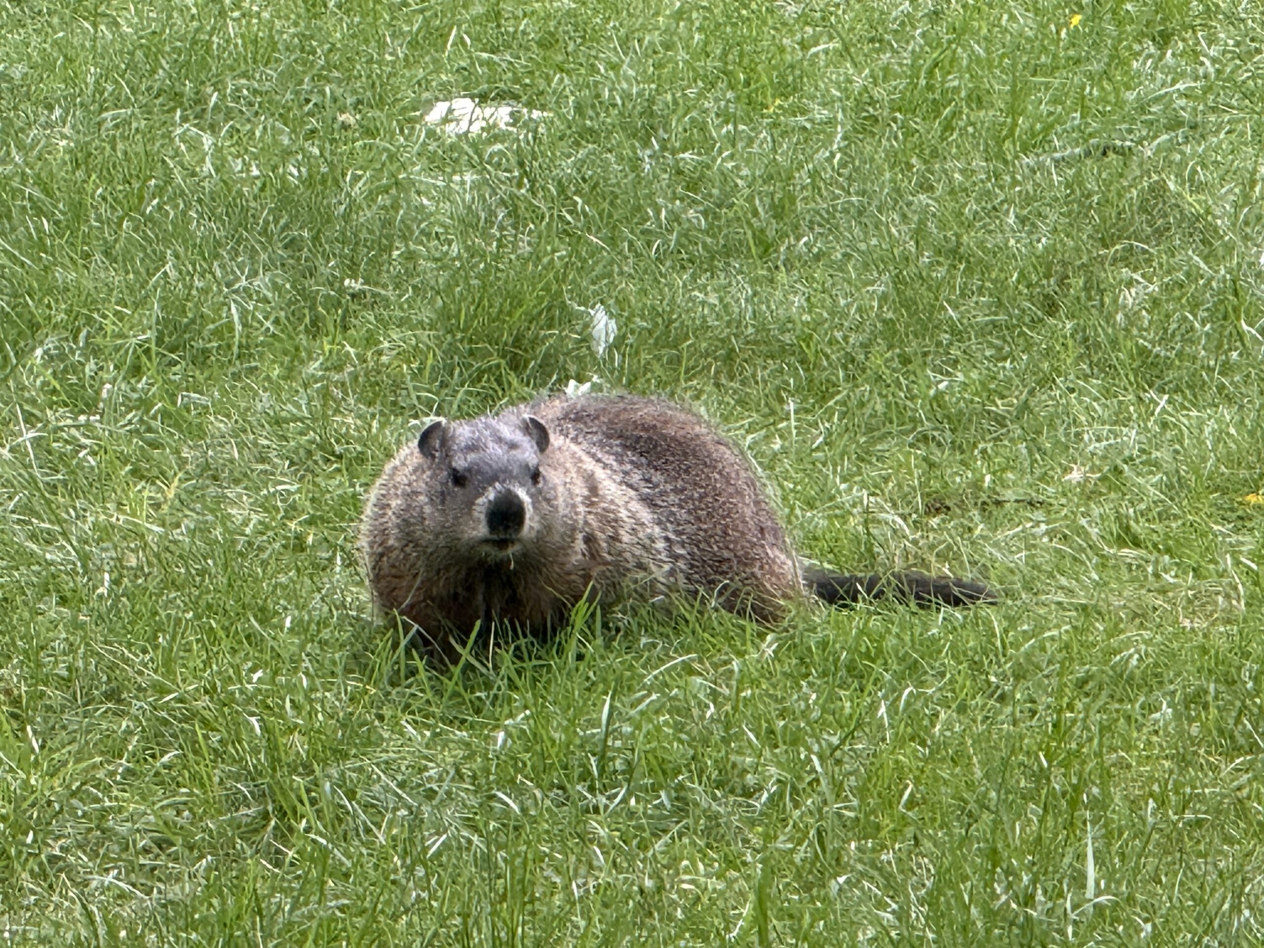 a groundhog in a field of grass, Montréal, Québec, Canada