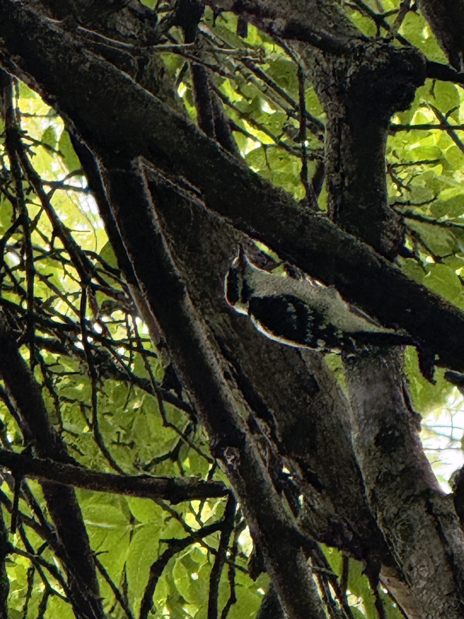 a bird is perched on a branch of a tree, Montréal, Québec, Canada