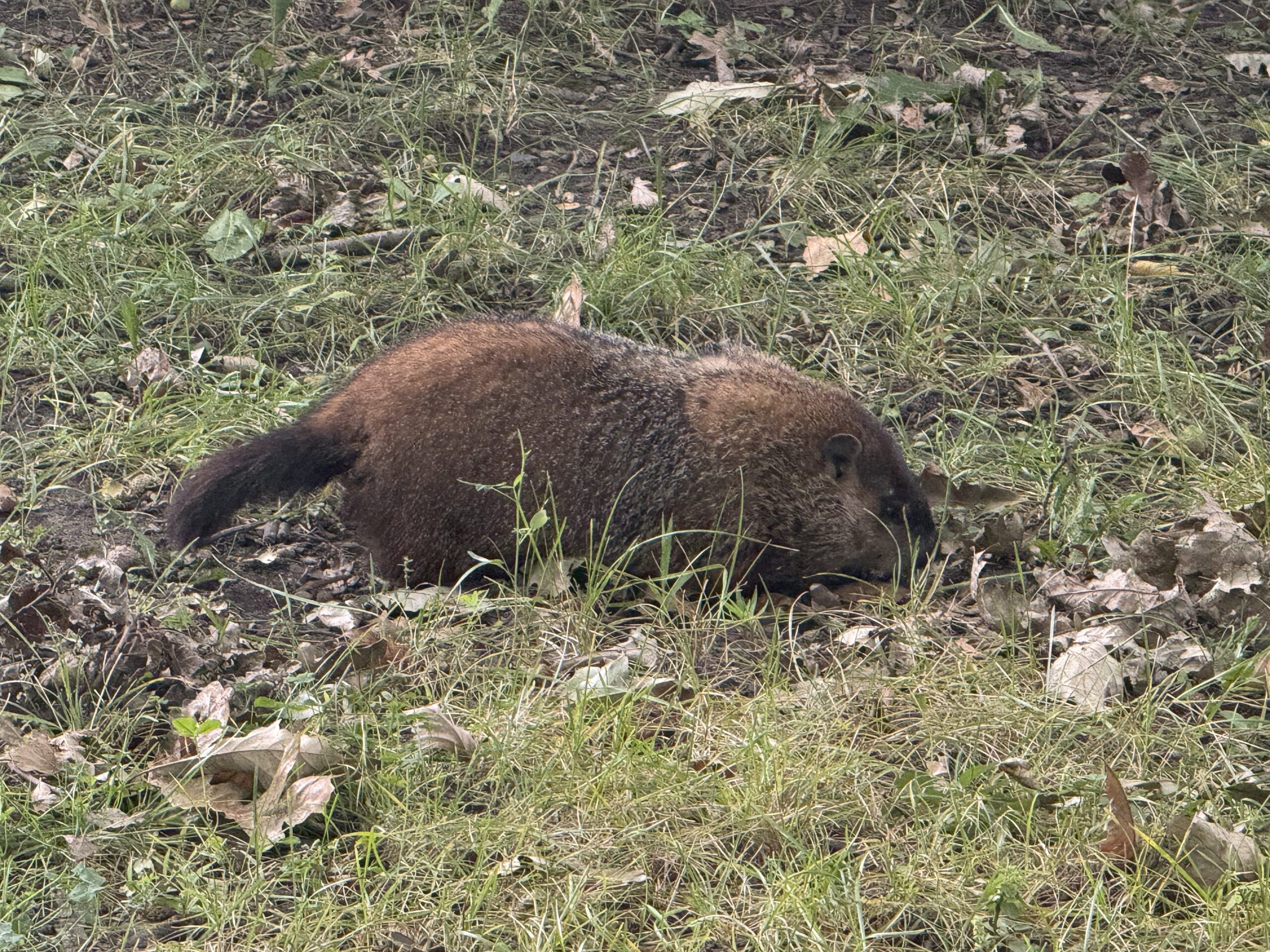 a bear is laying in the grass, Montréal, Québec, Canada